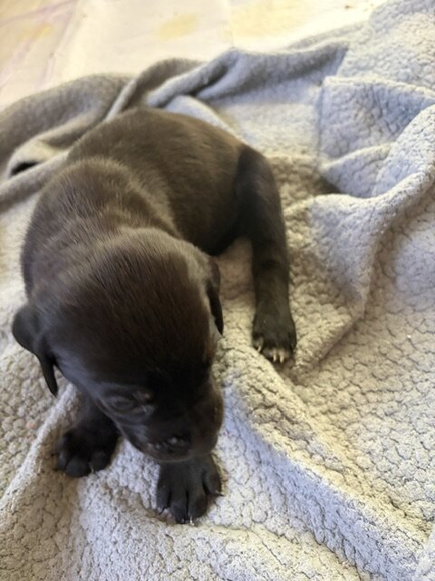 Catahoula Puppy Litter image 1