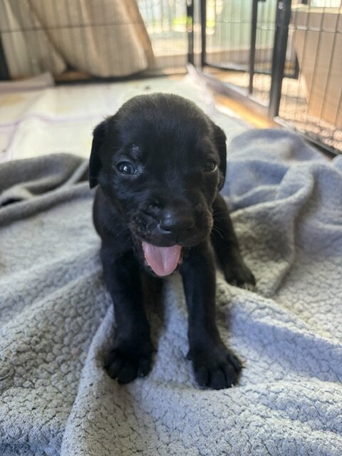 Catahoula Puppy Litter image 8