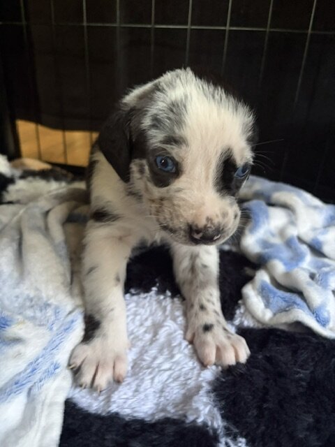 Catahoula Puppy Litter image 2