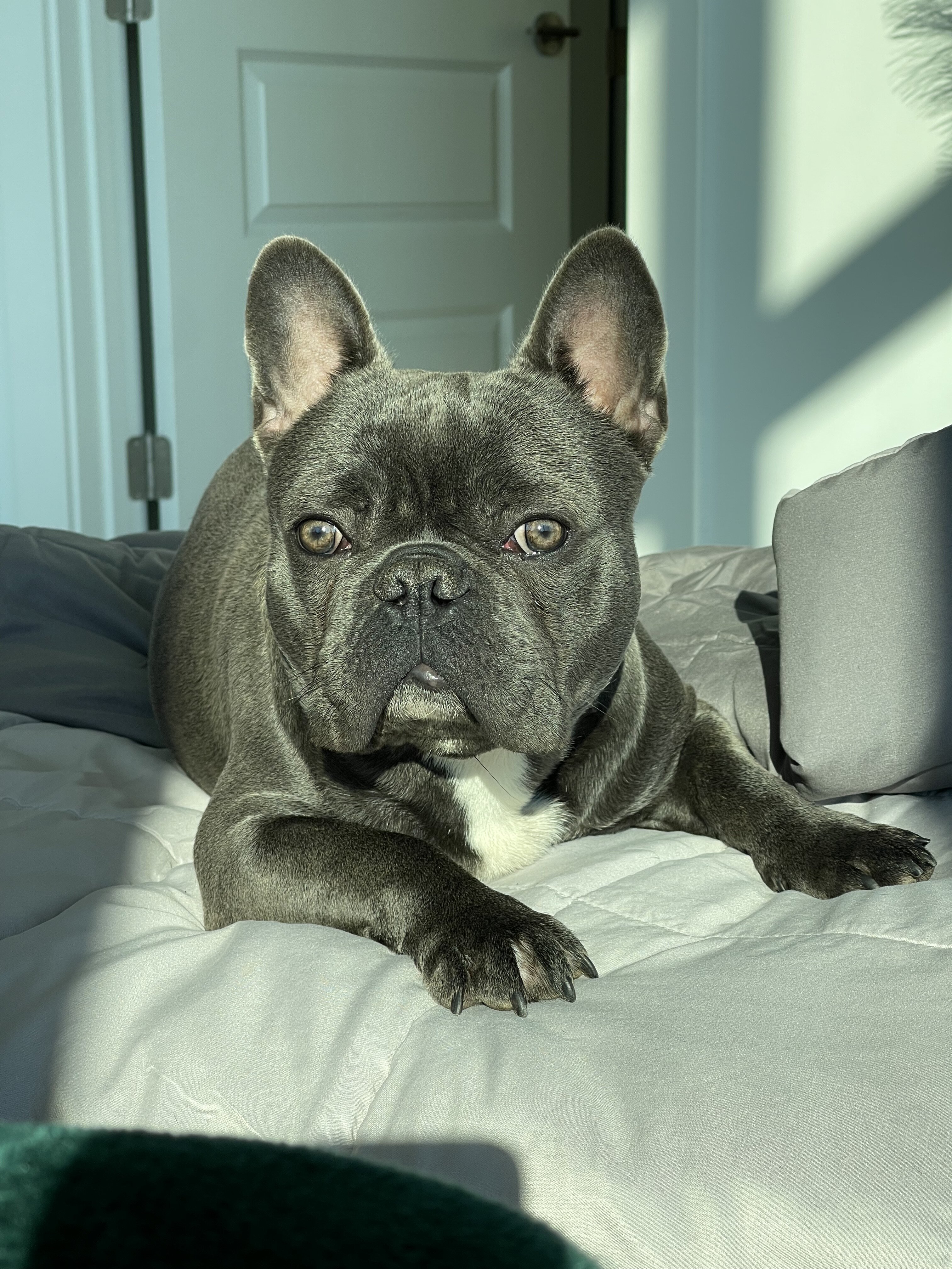 4 yr old French bulldog image 5