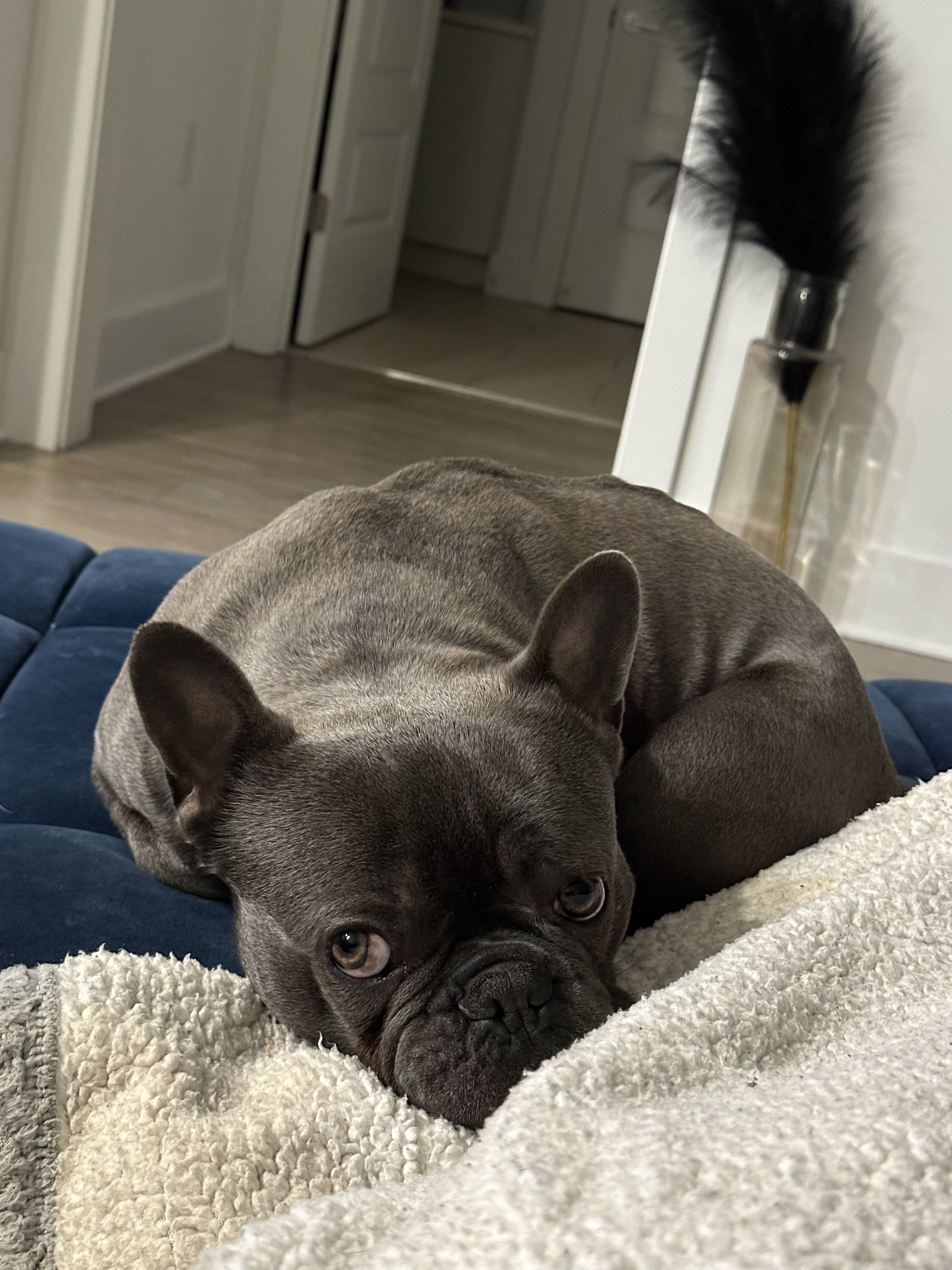 4 yr old French bulldog image 2