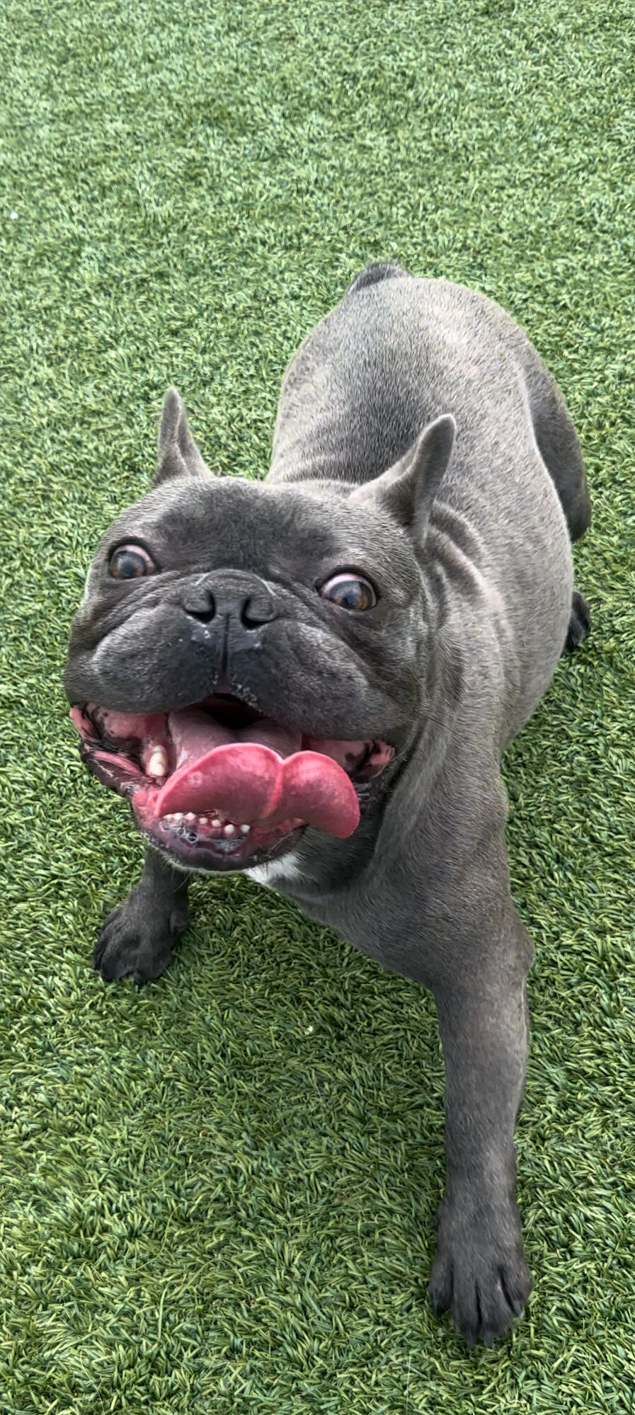 4 yr old French bulldog image 1