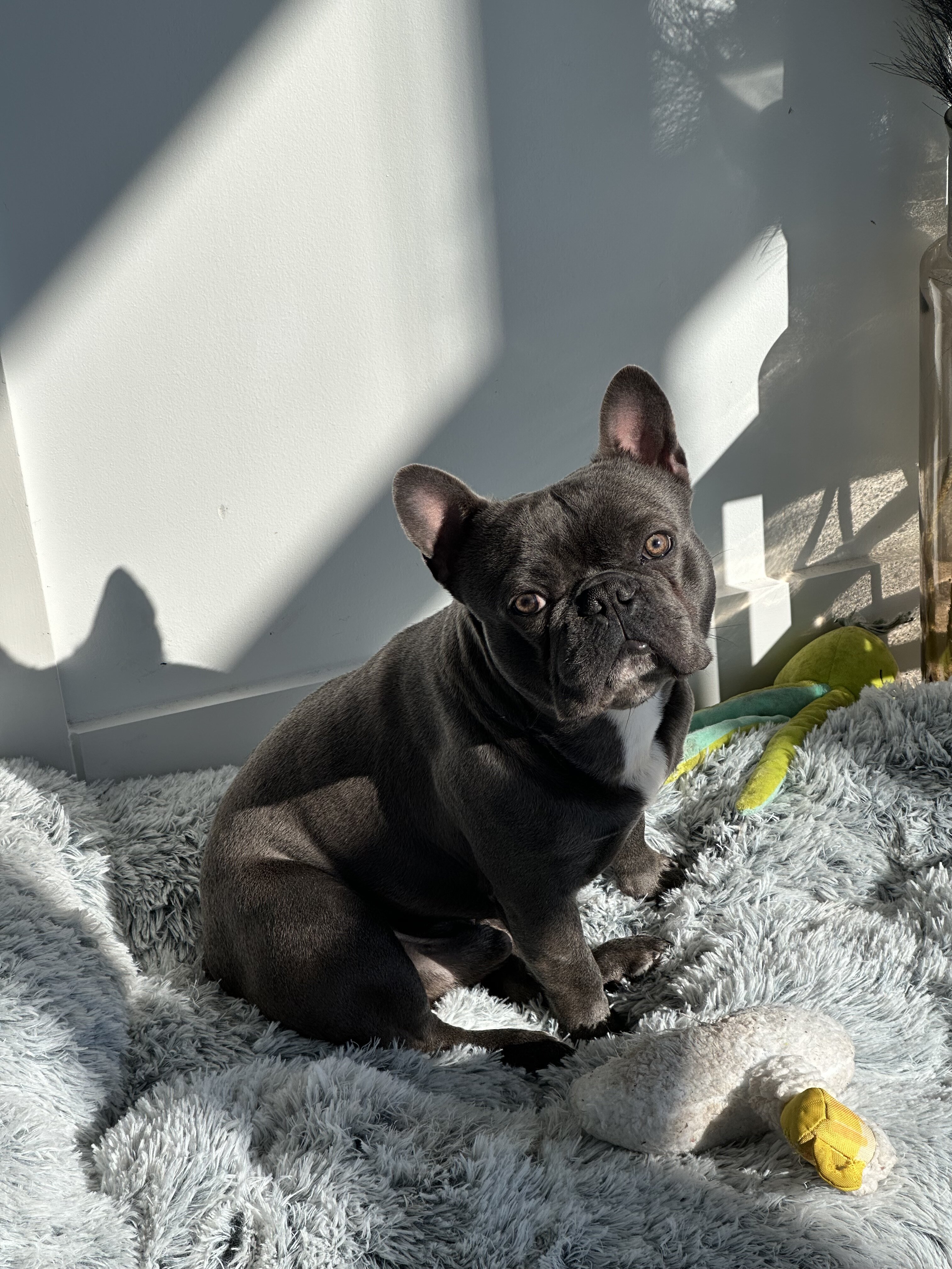 4 yr old French bulldog image 4