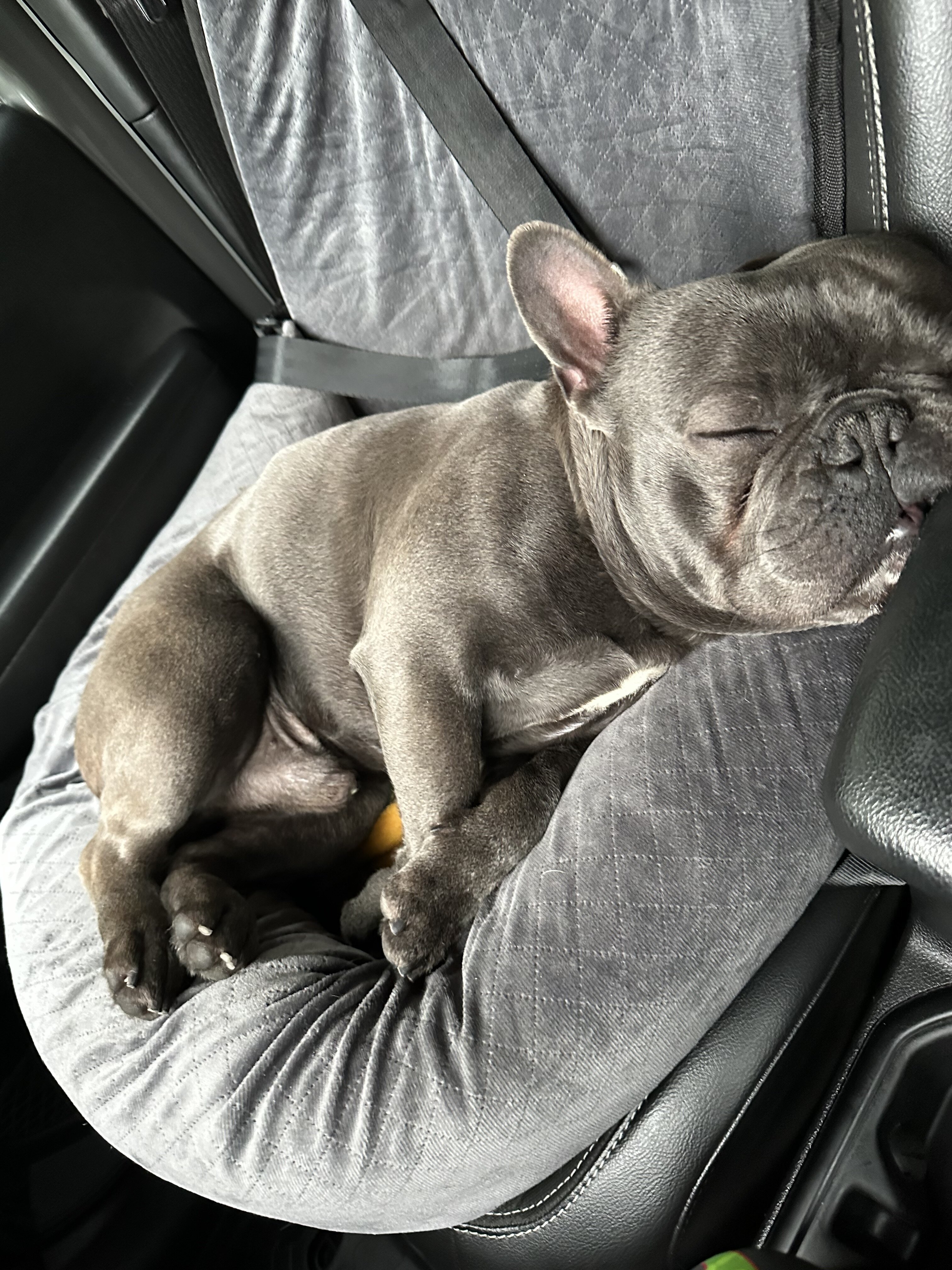 4 yr old French bulldog image 3