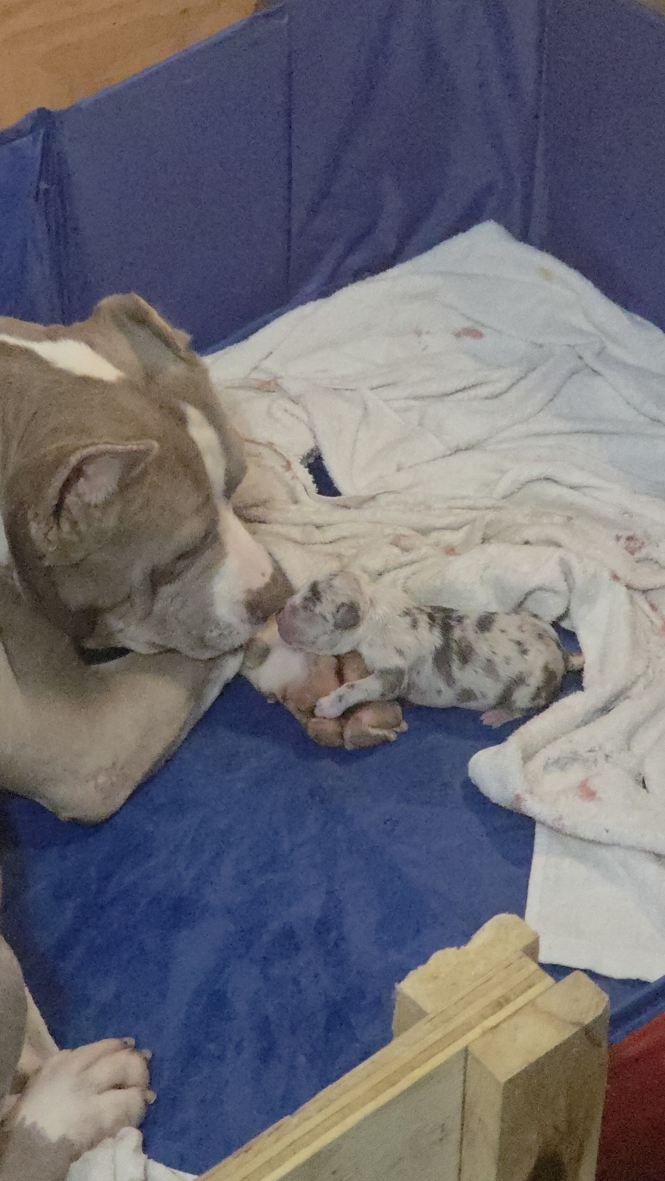 Bully Puppies image 3