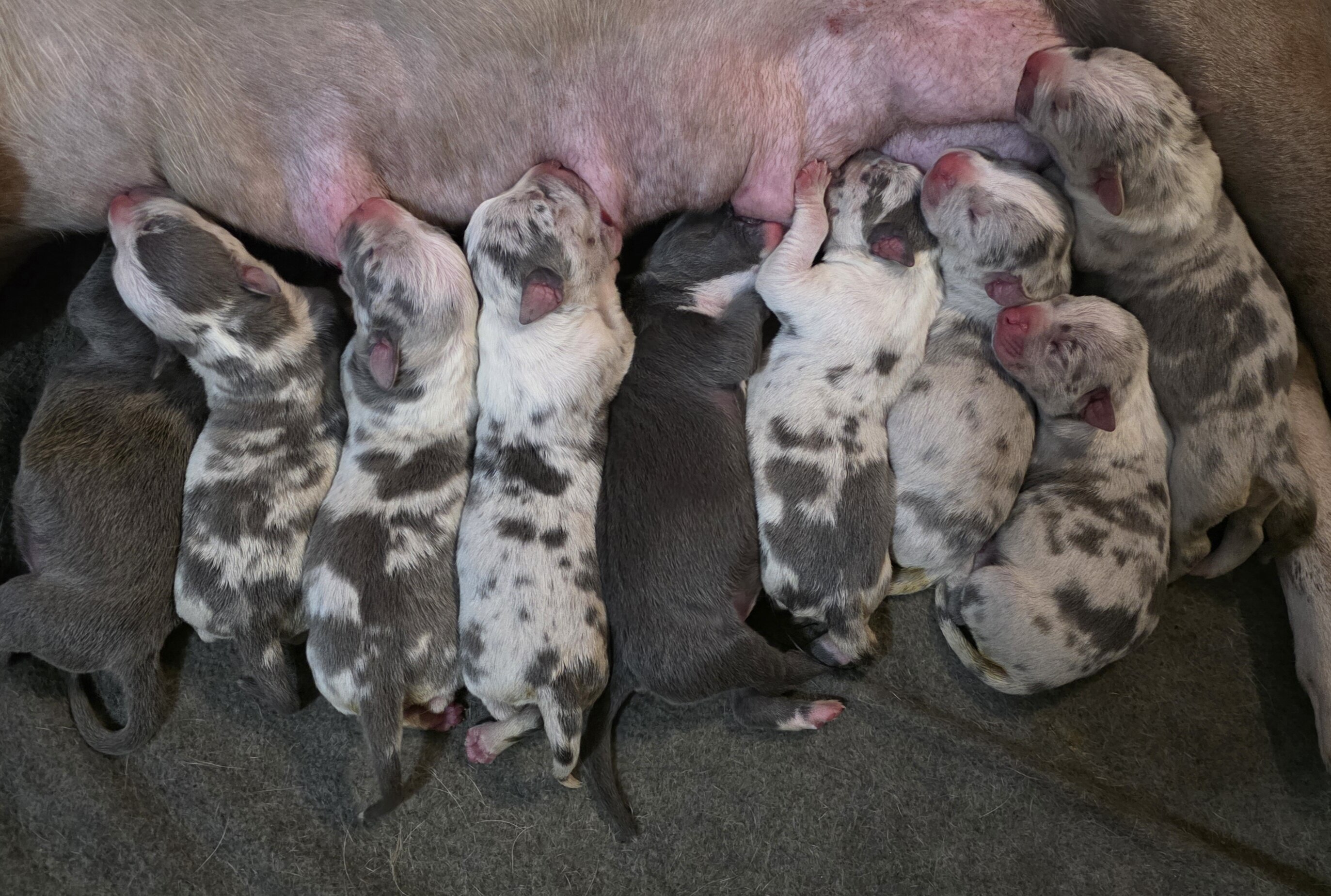Bully Puppies image 2
