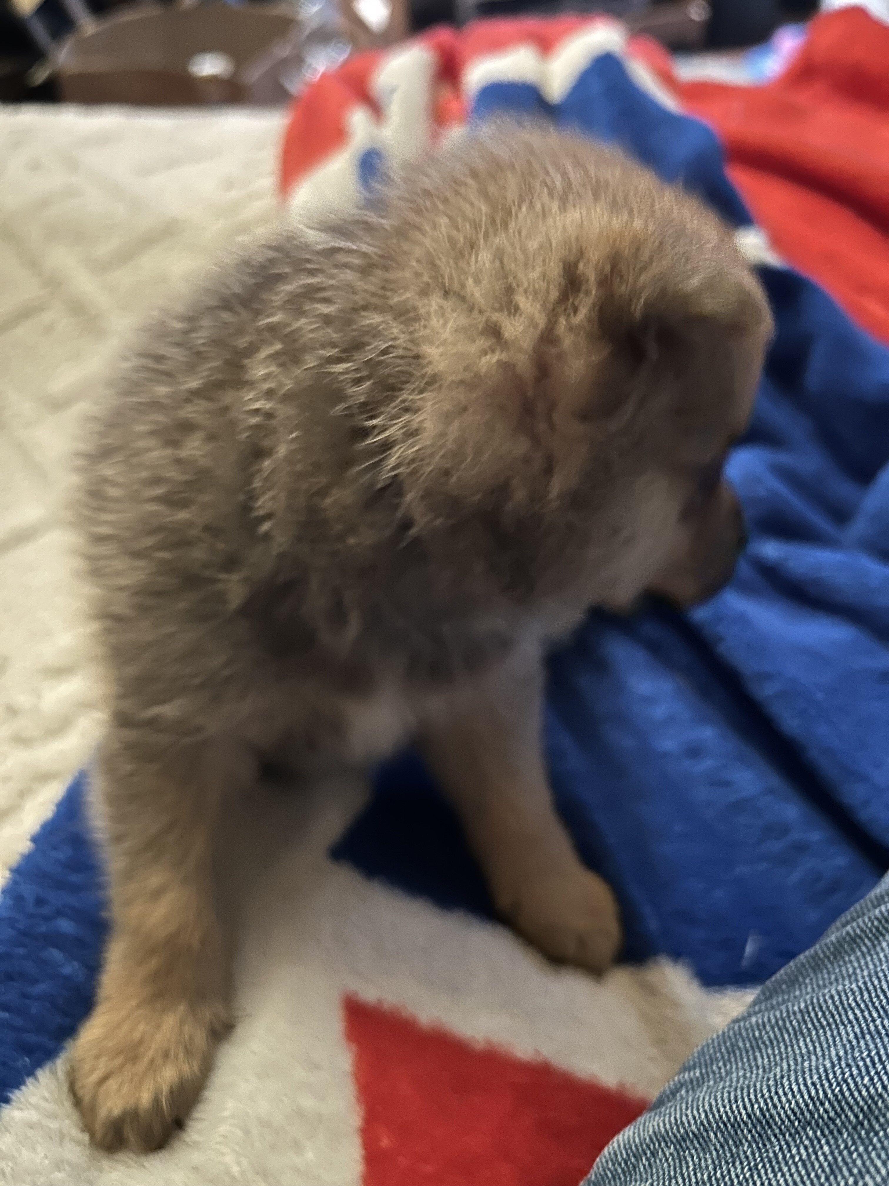Male pup image 3