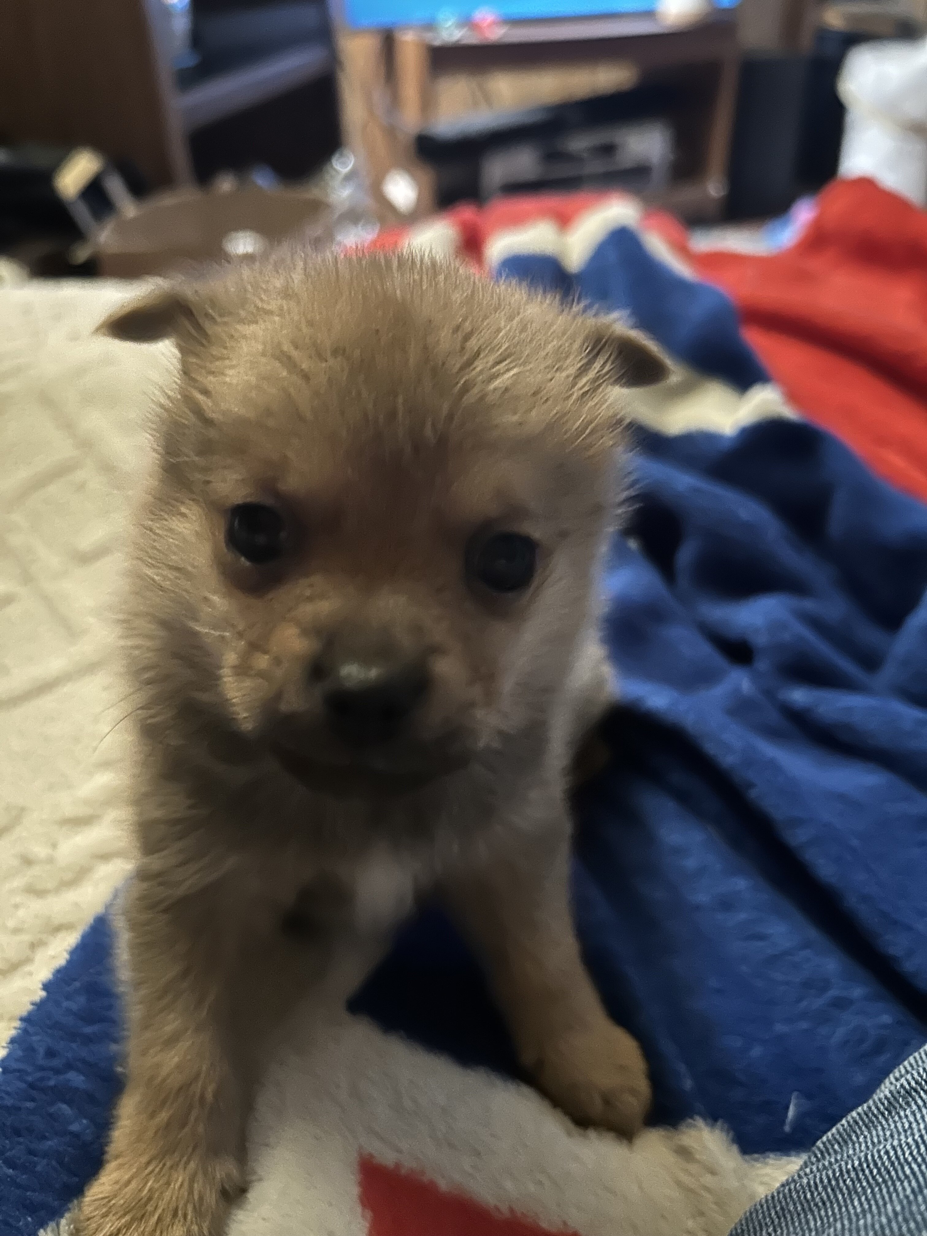 Puppy image 4