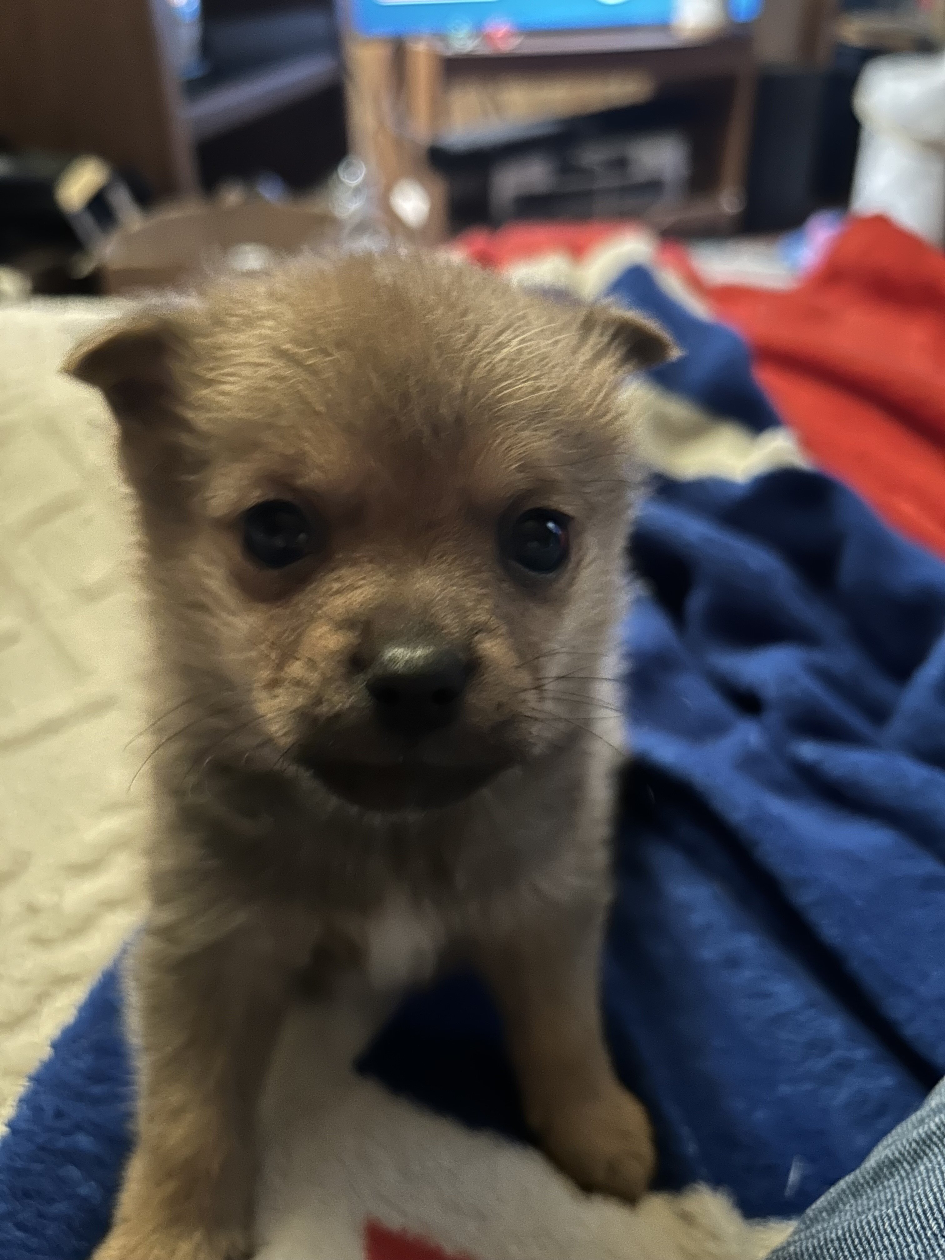 Puppy image 3