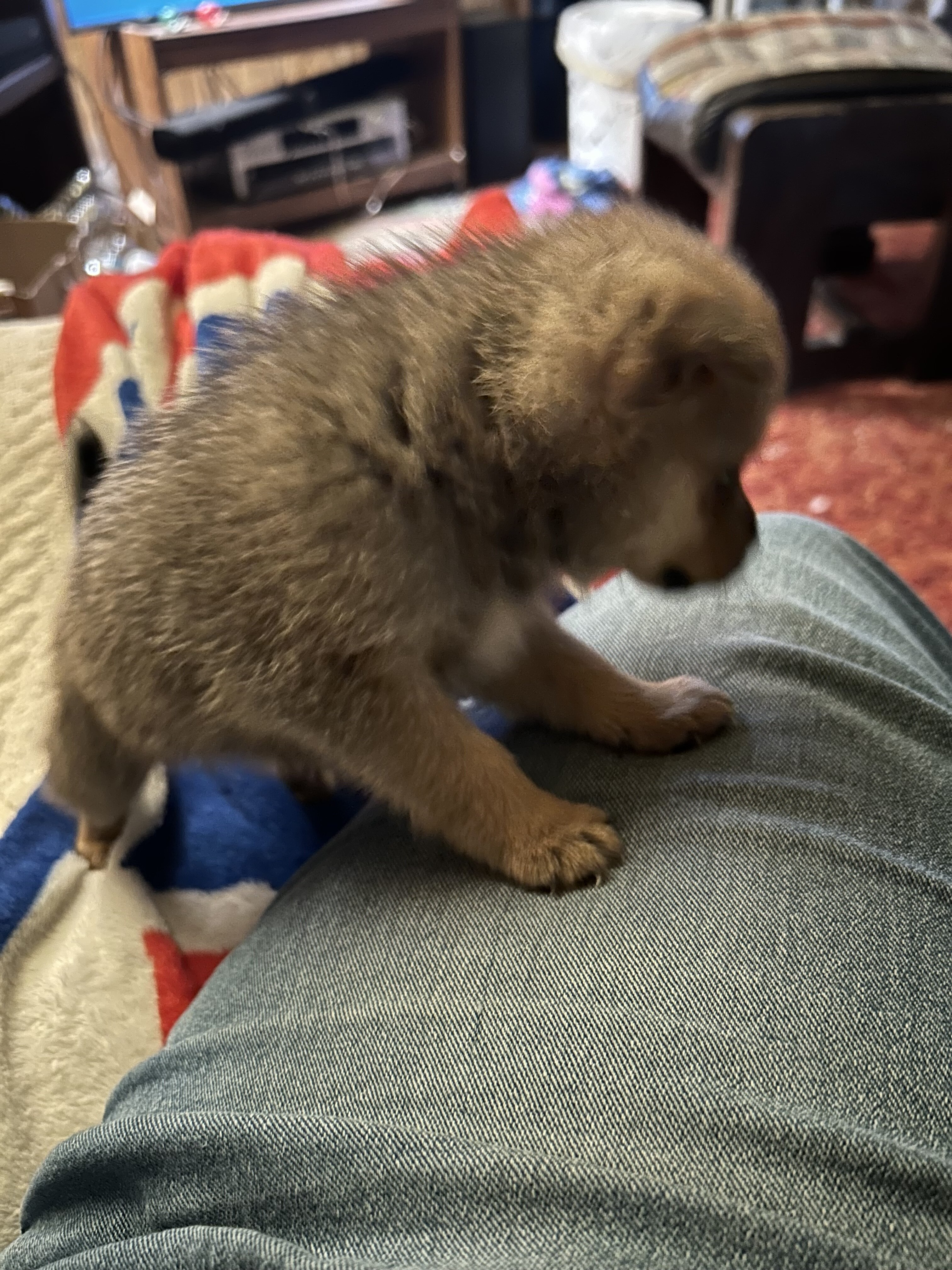 Puppy image 1