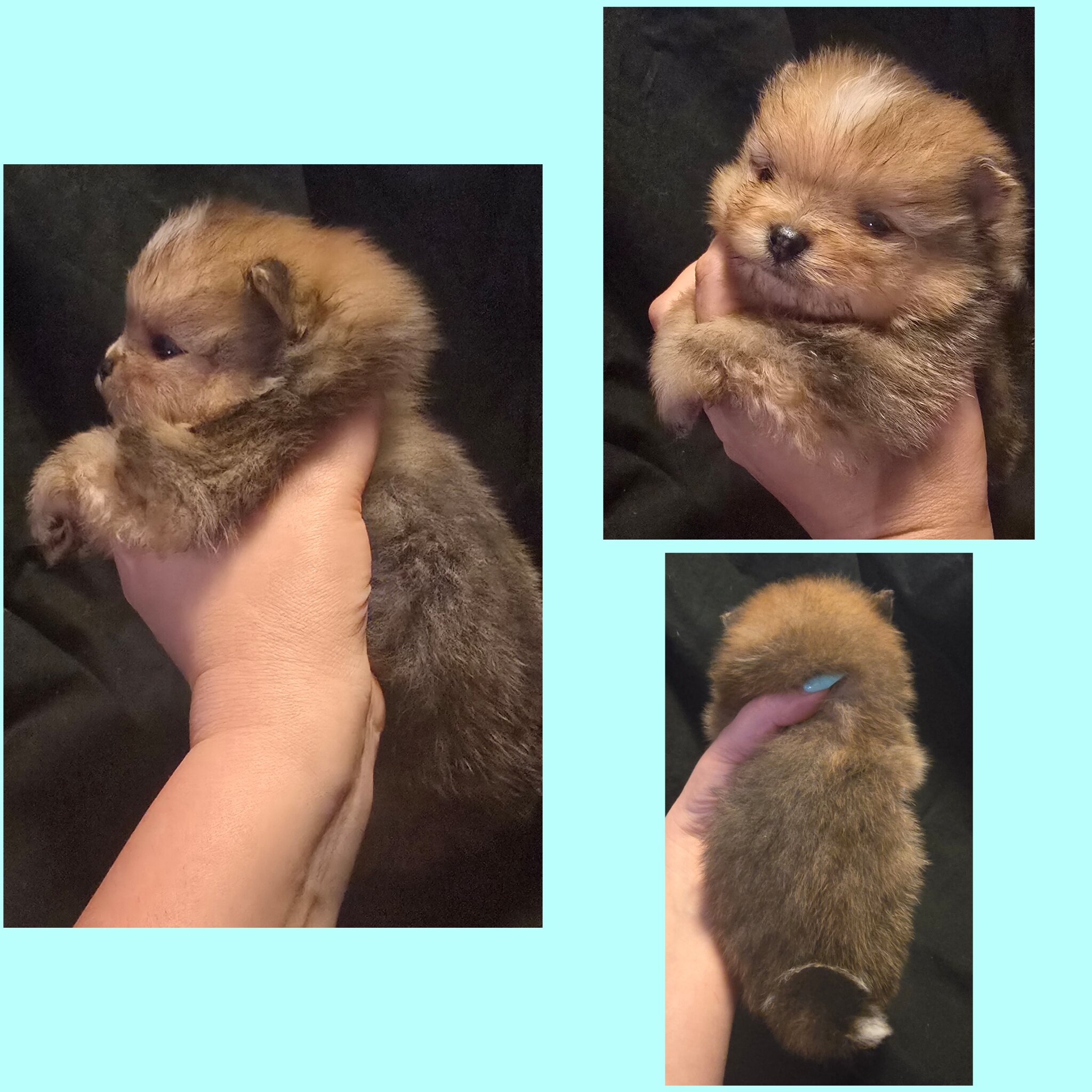 Chocolate merle Boy Pomeranian image 4