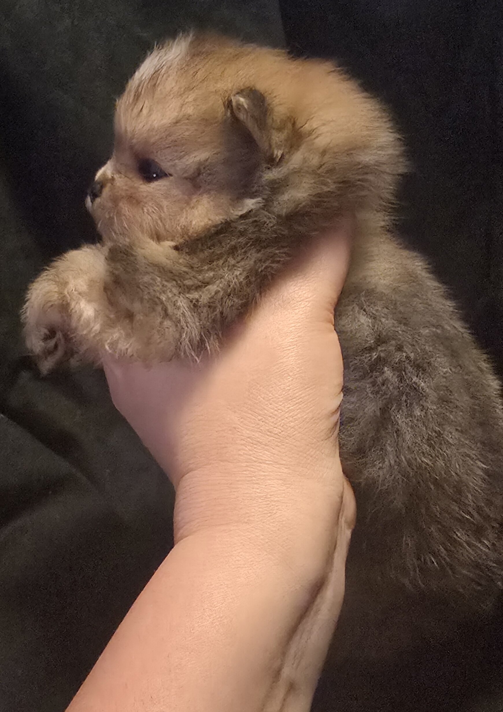 Chocolate merle Boy Pomeranian image 3