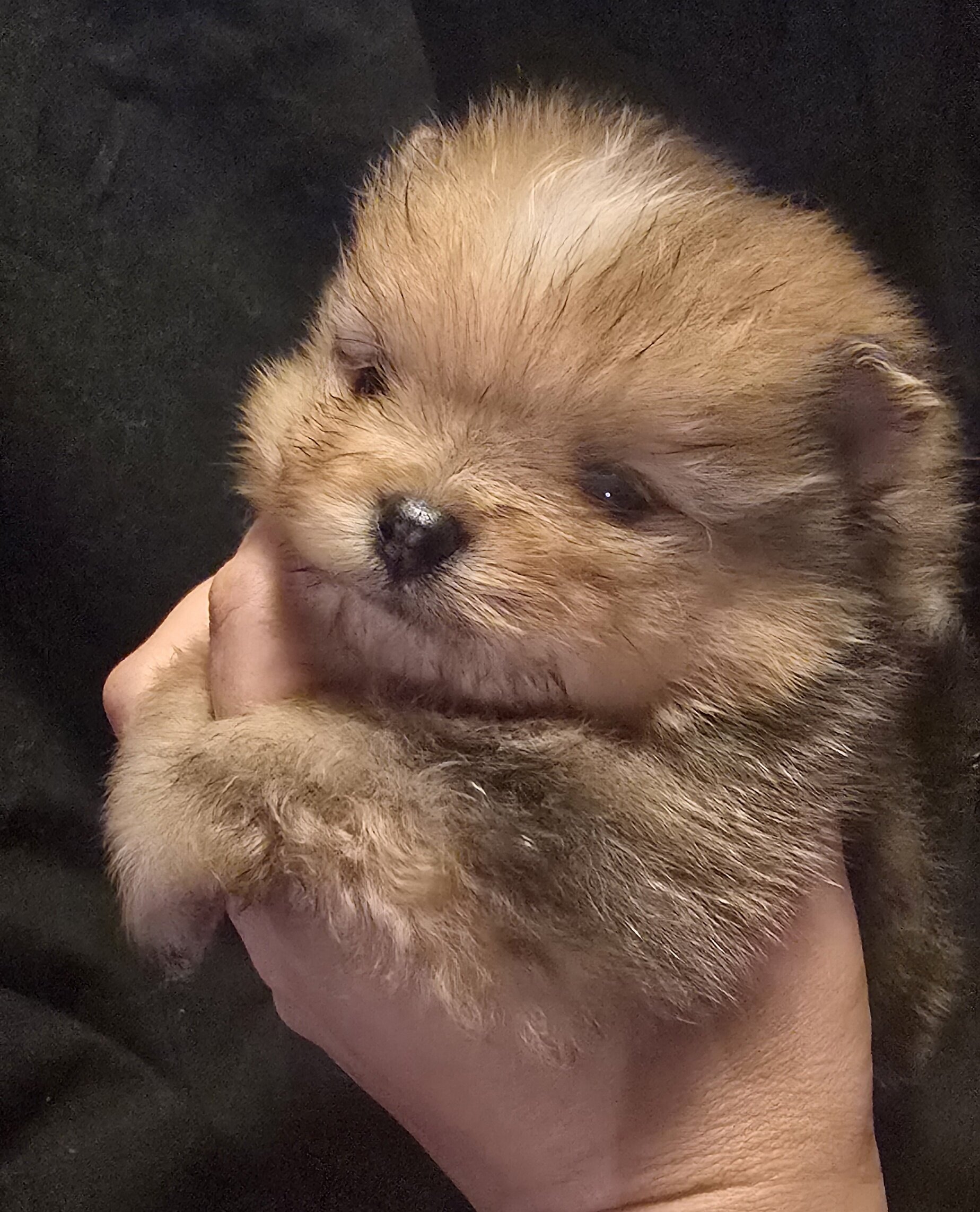 Chocolate merle Boy Pomeranian image 1