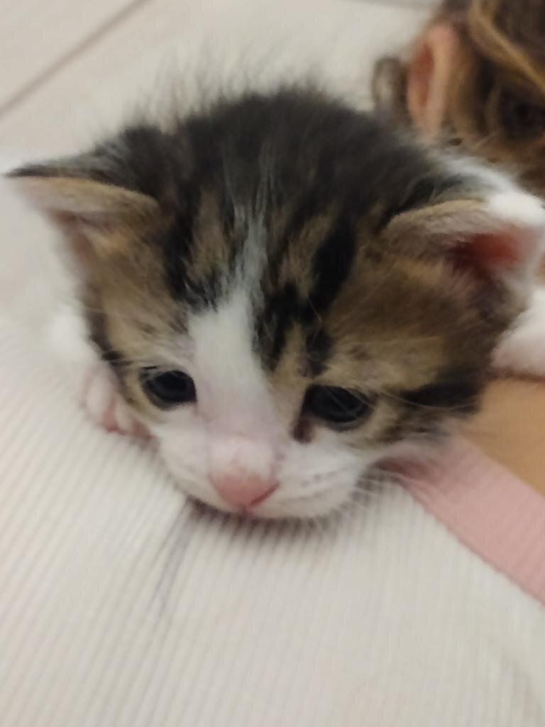 🌤️ Meet Sky 🌤️ image 1