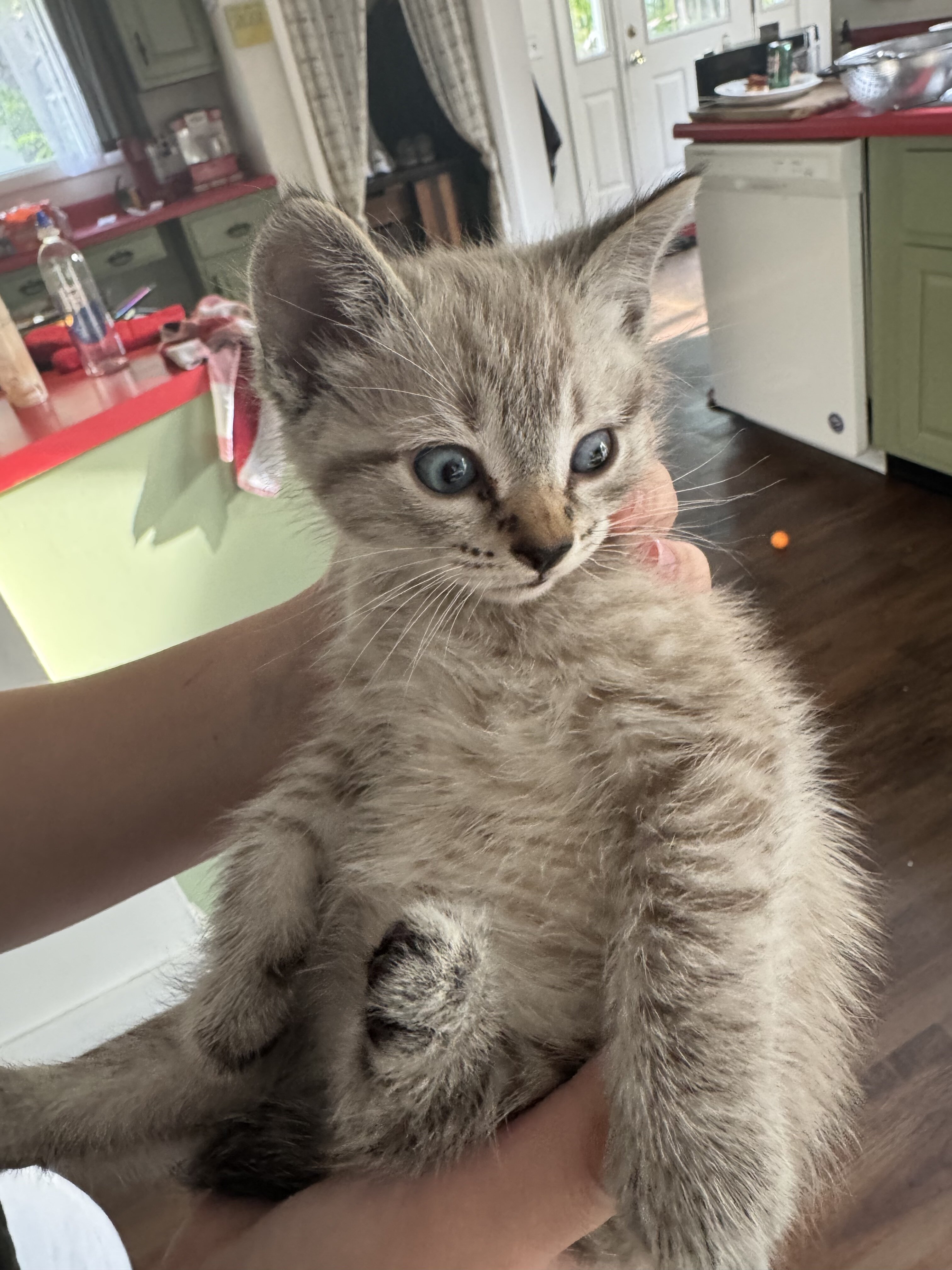 Ragdoll/MaineCoon Mix image 1