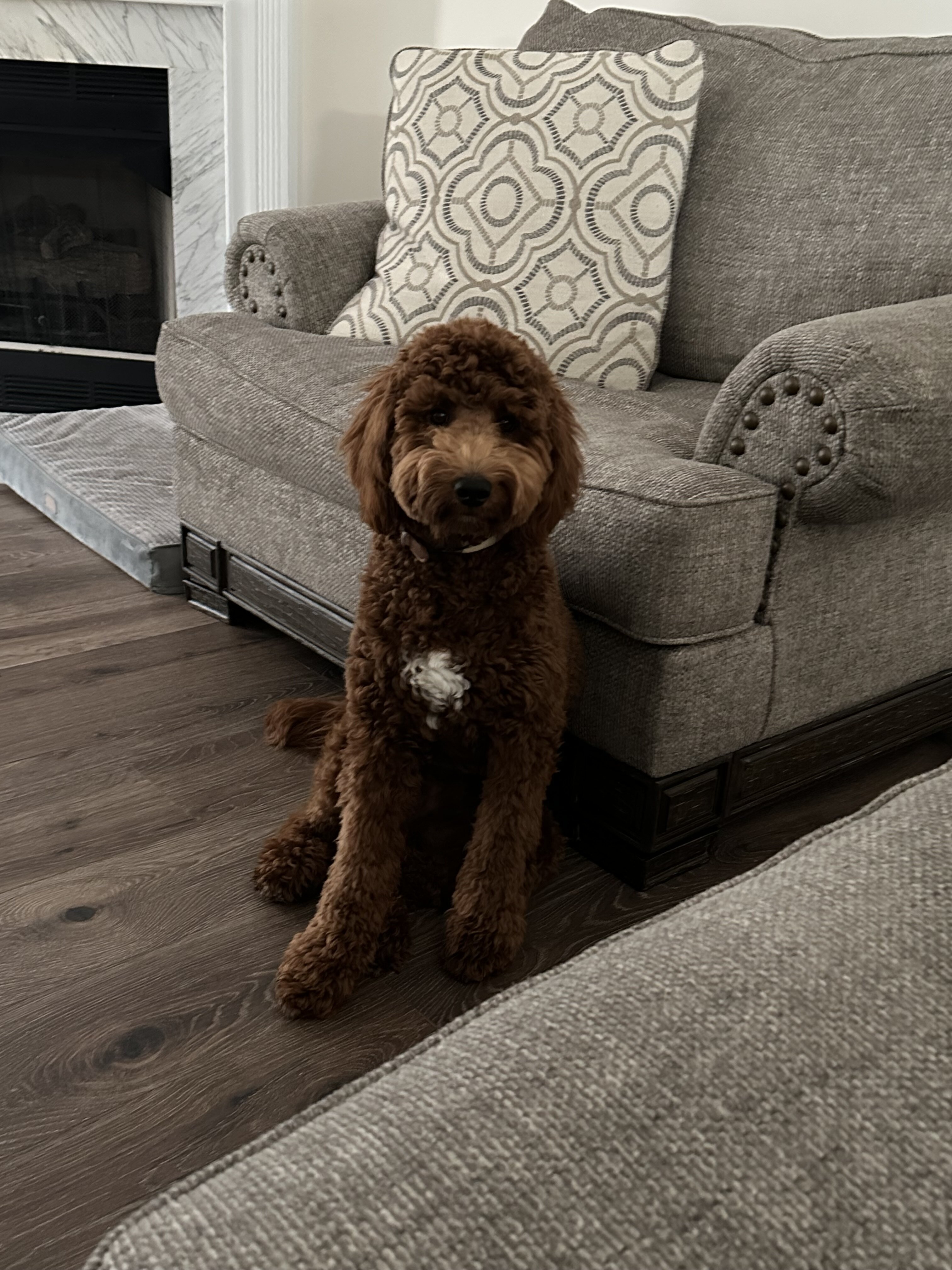 Dog image 4