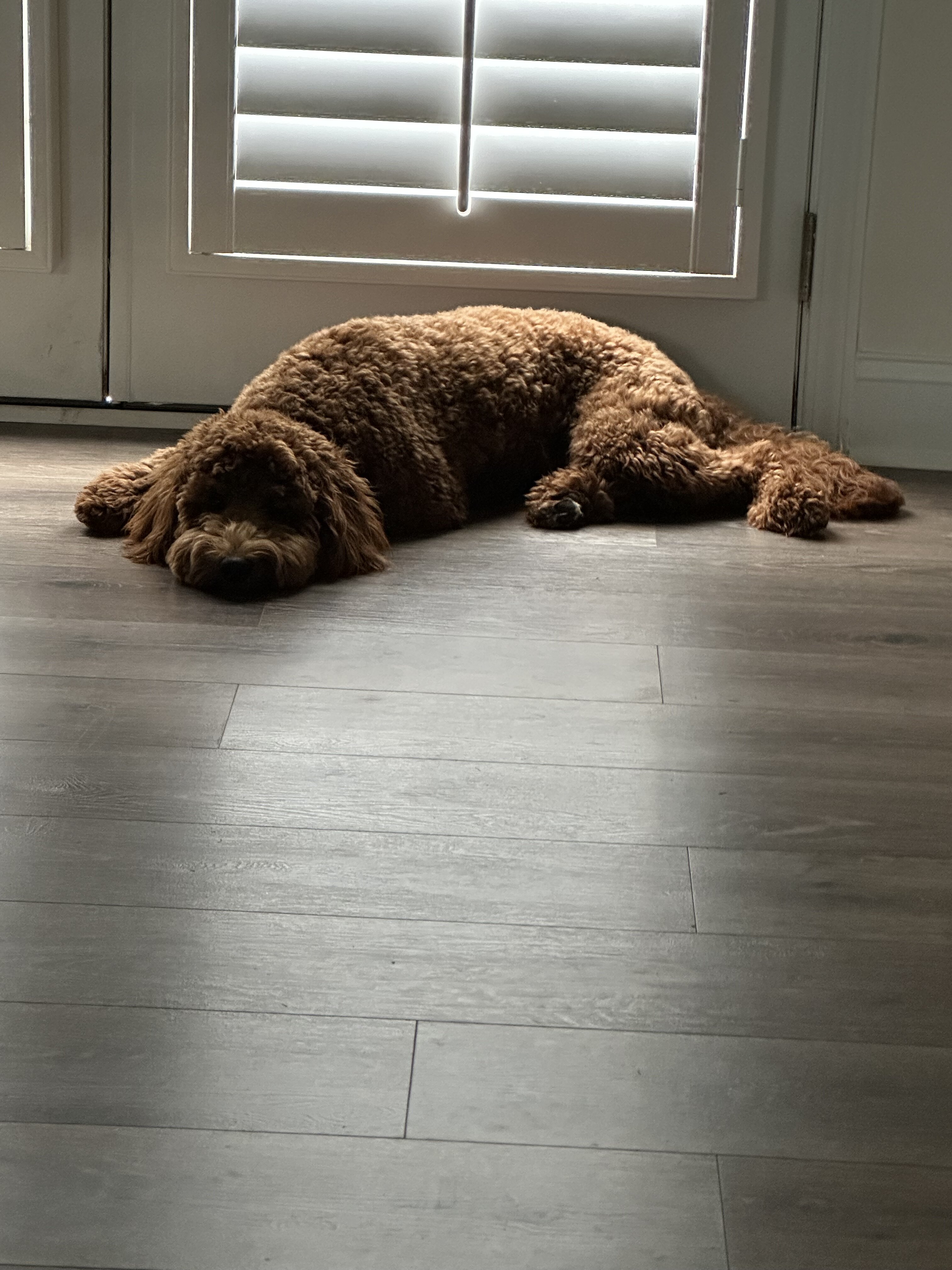 Dog image 5