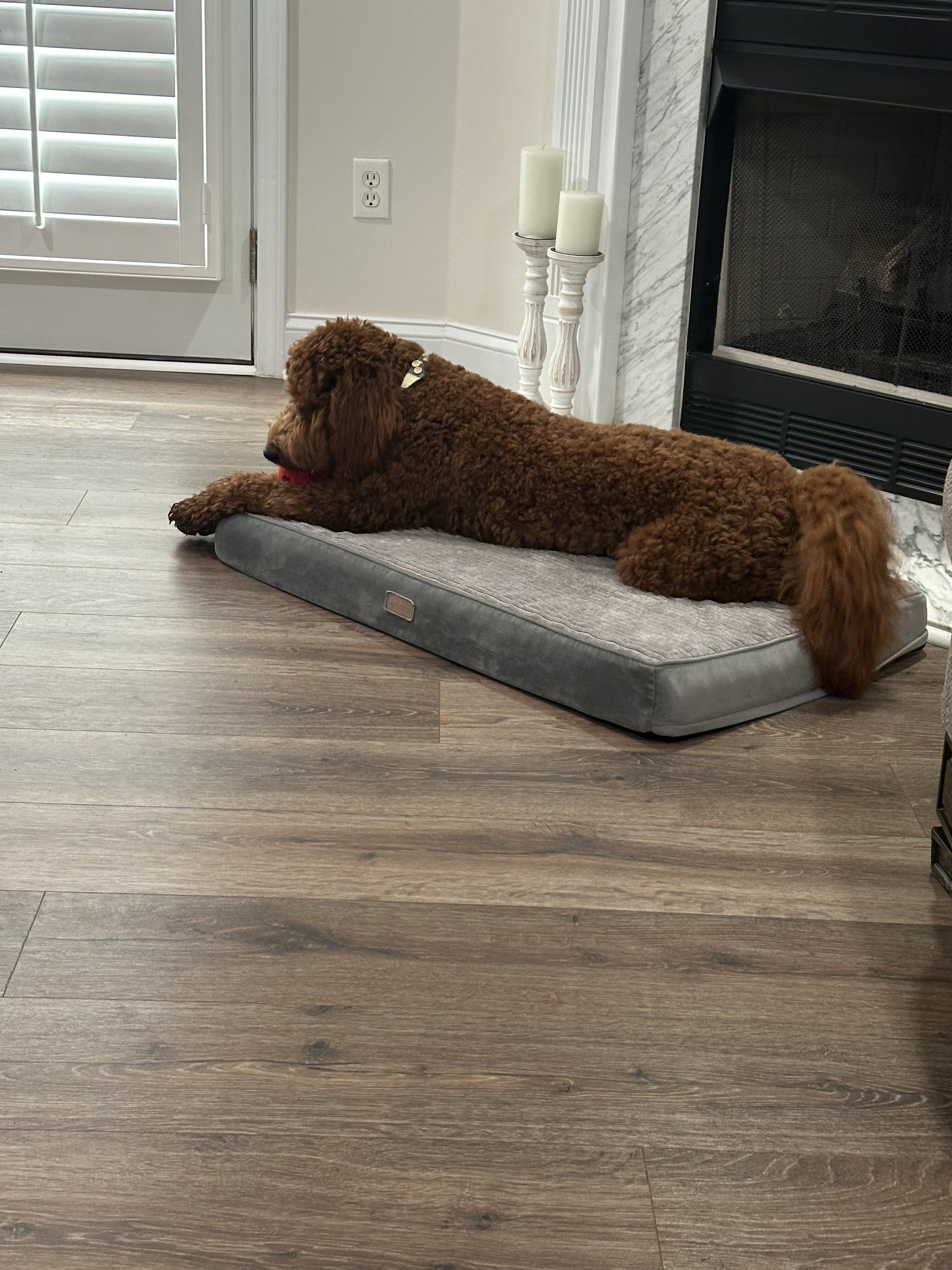 Dog image 2