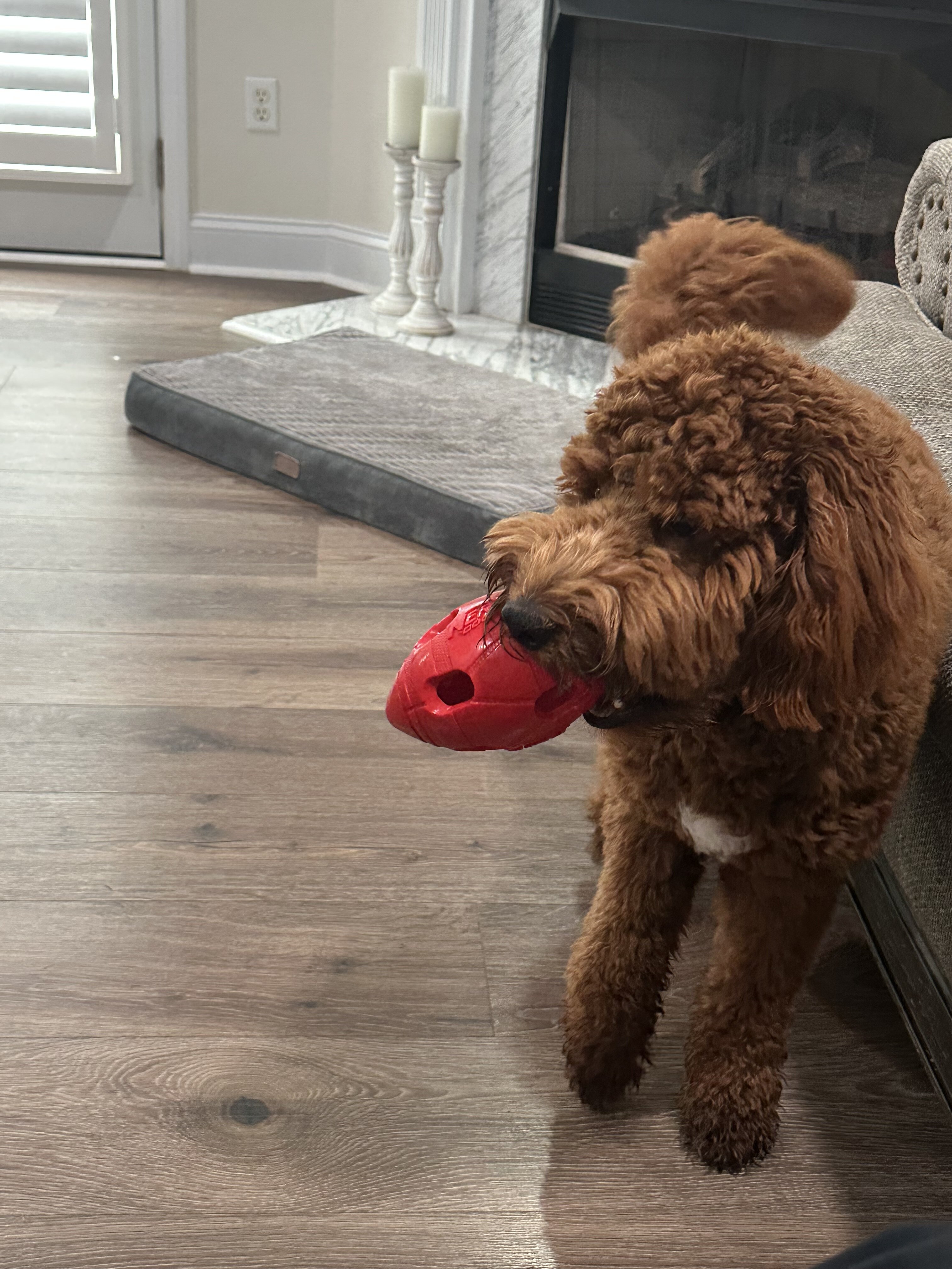 Dog image 3