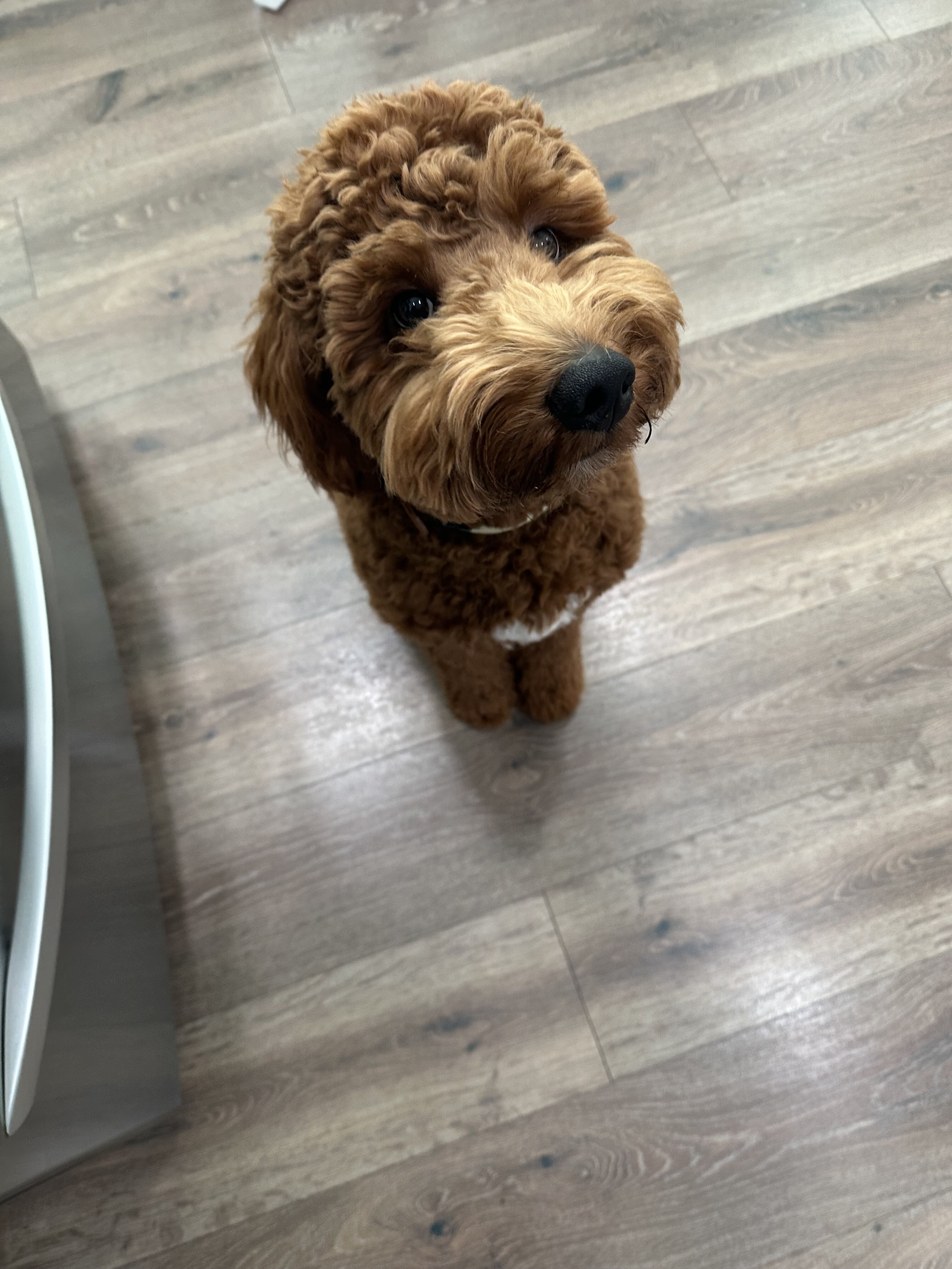 Dog image 1