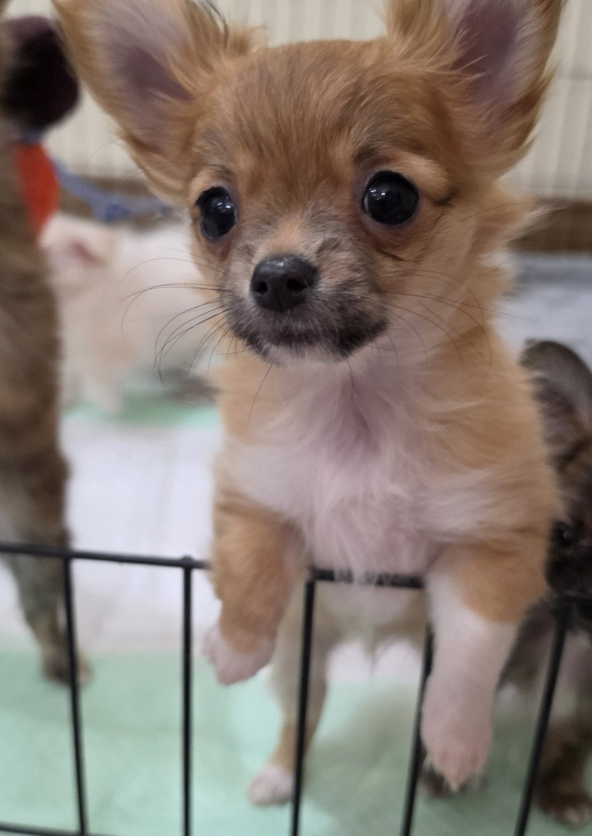 Chihuahua Longcoat Girl image 1