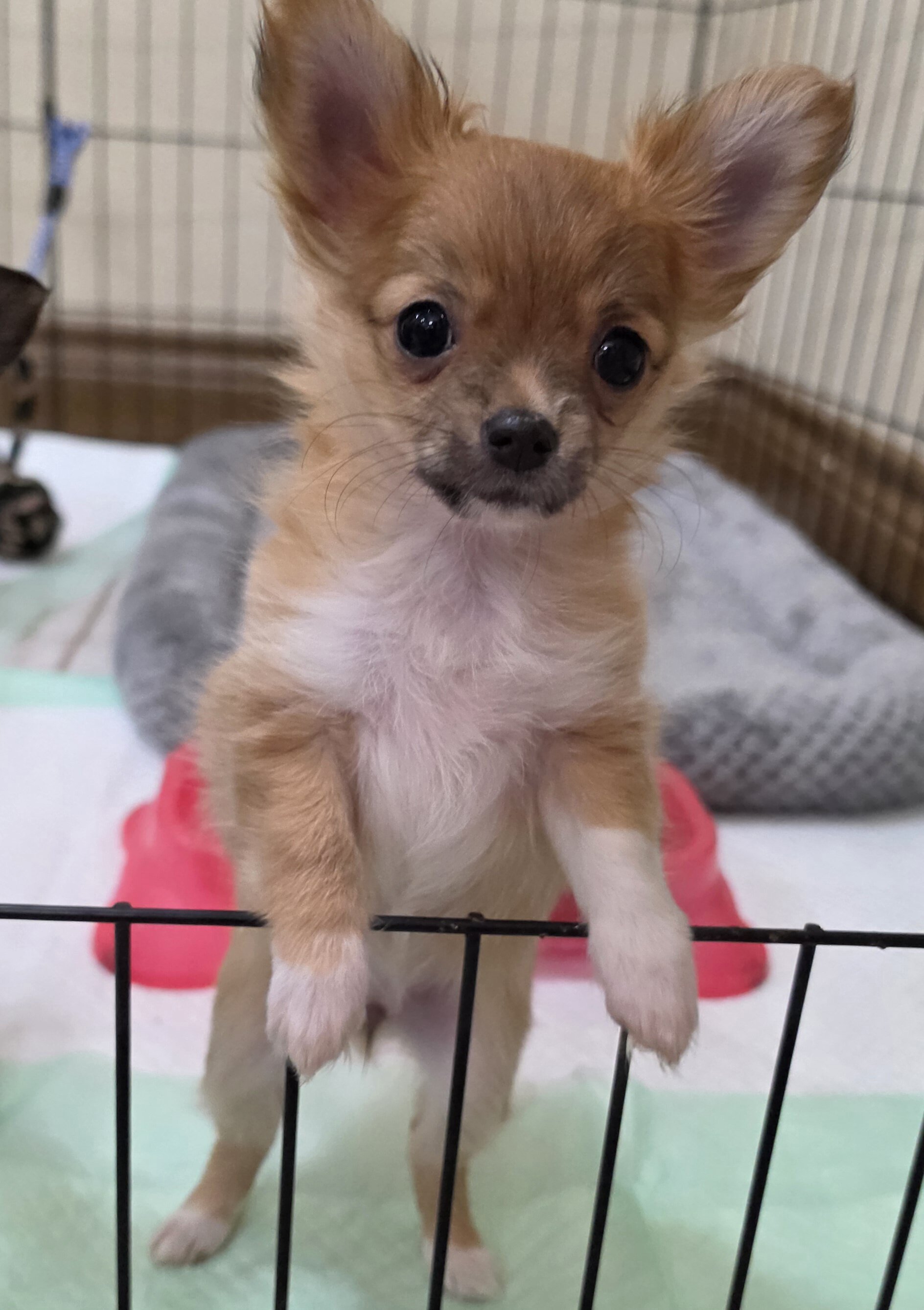 Chihuahua Longcoat Girl image 3