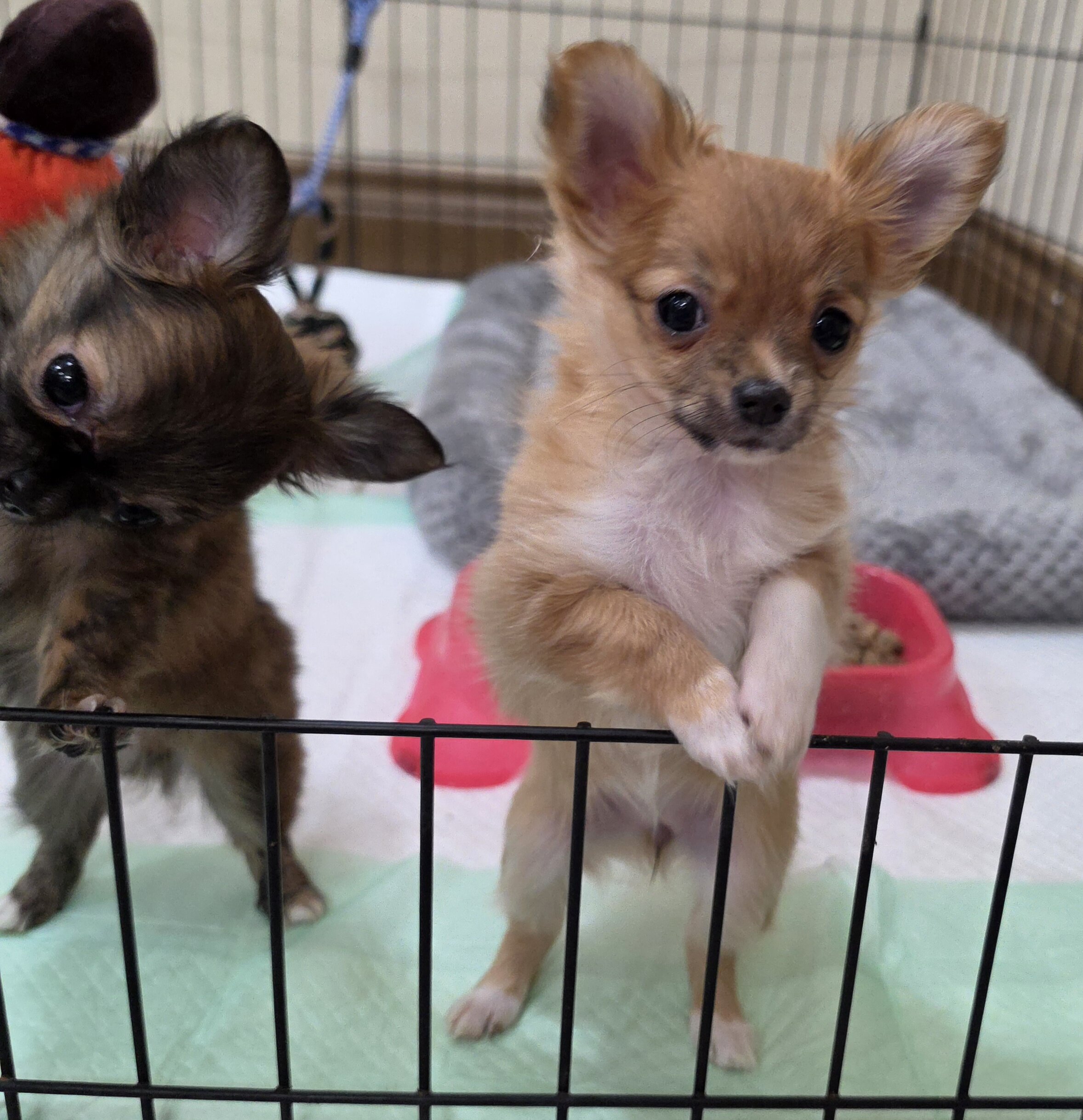 Chihuahua Longcoat Girl image 2