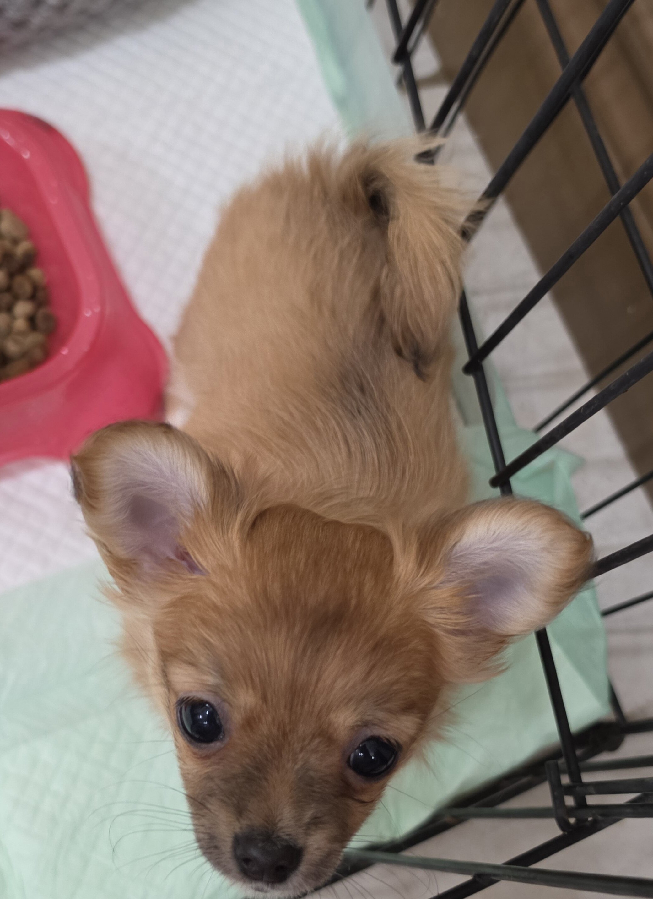 Chihuahua Longcoat Girl image 8