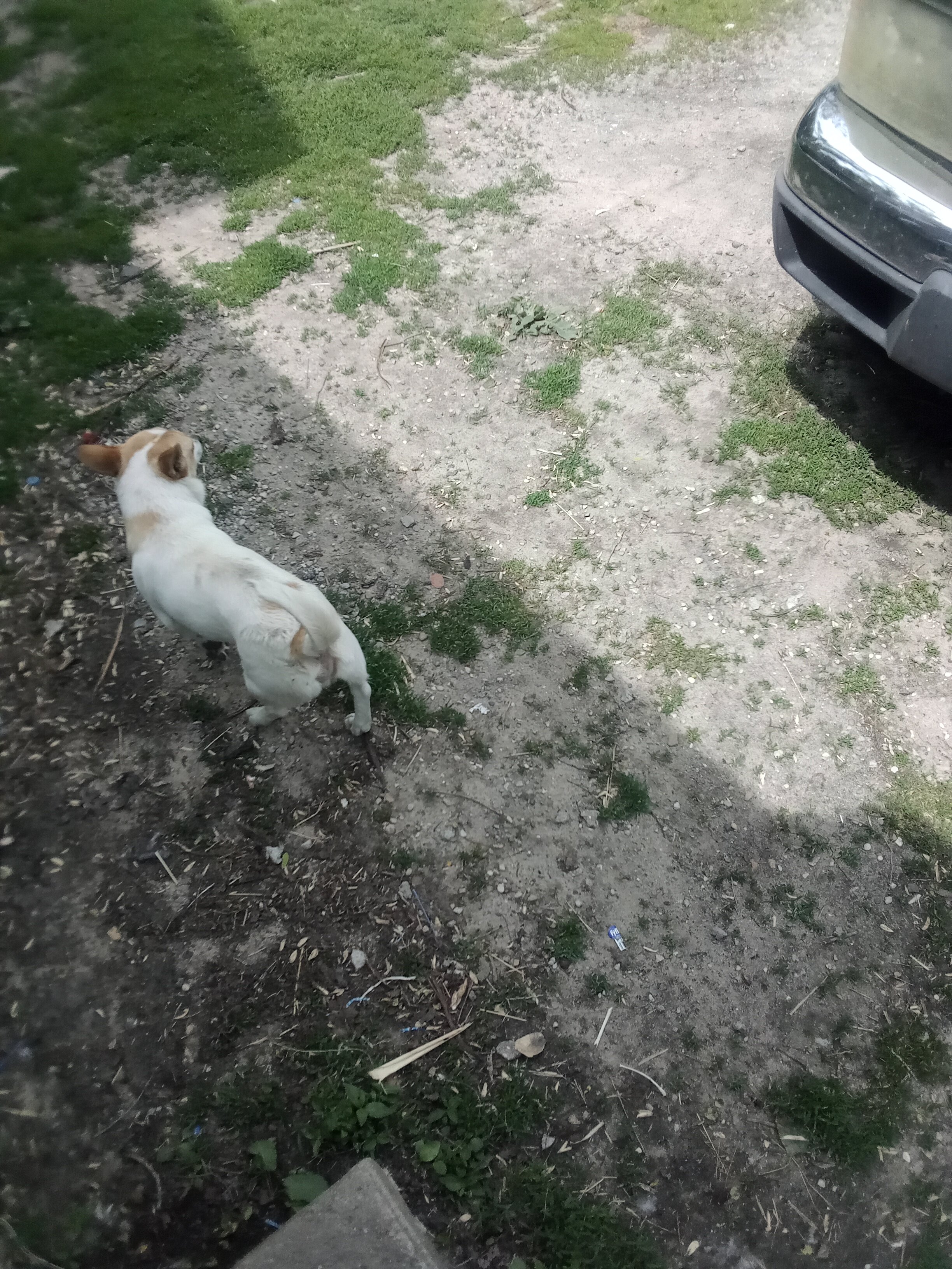 Dog image 2