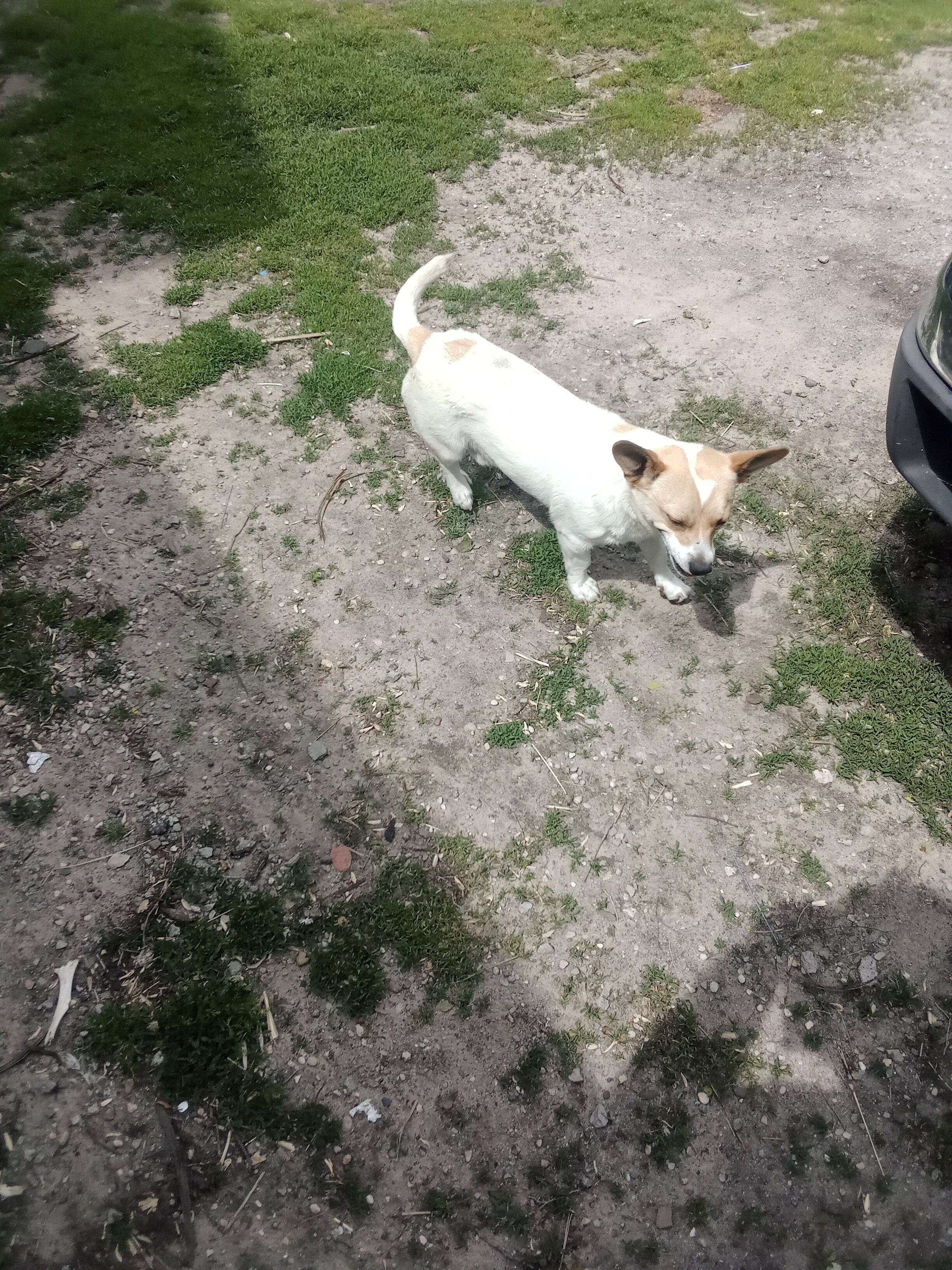 Dog image 1