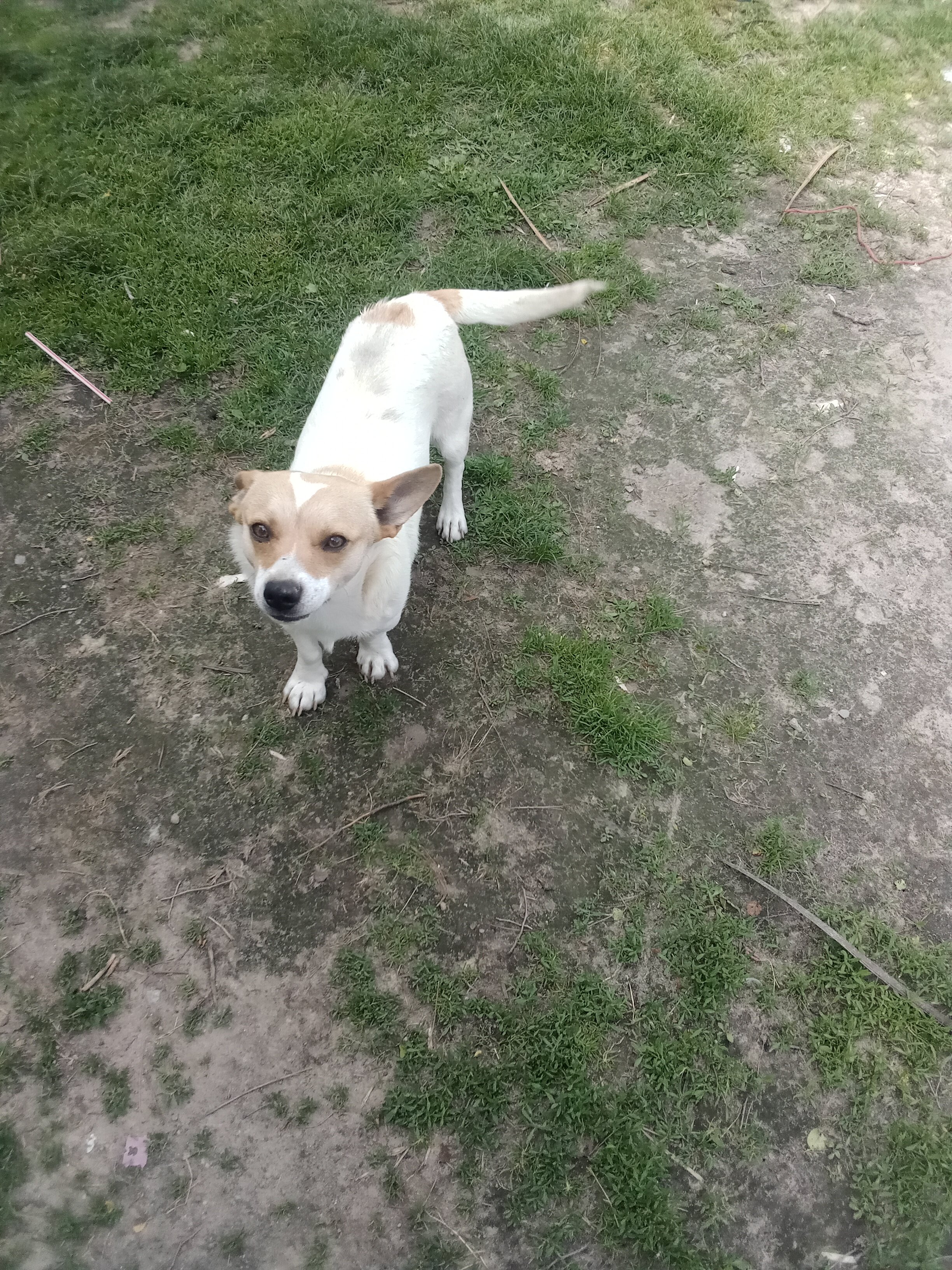 Dog image 3