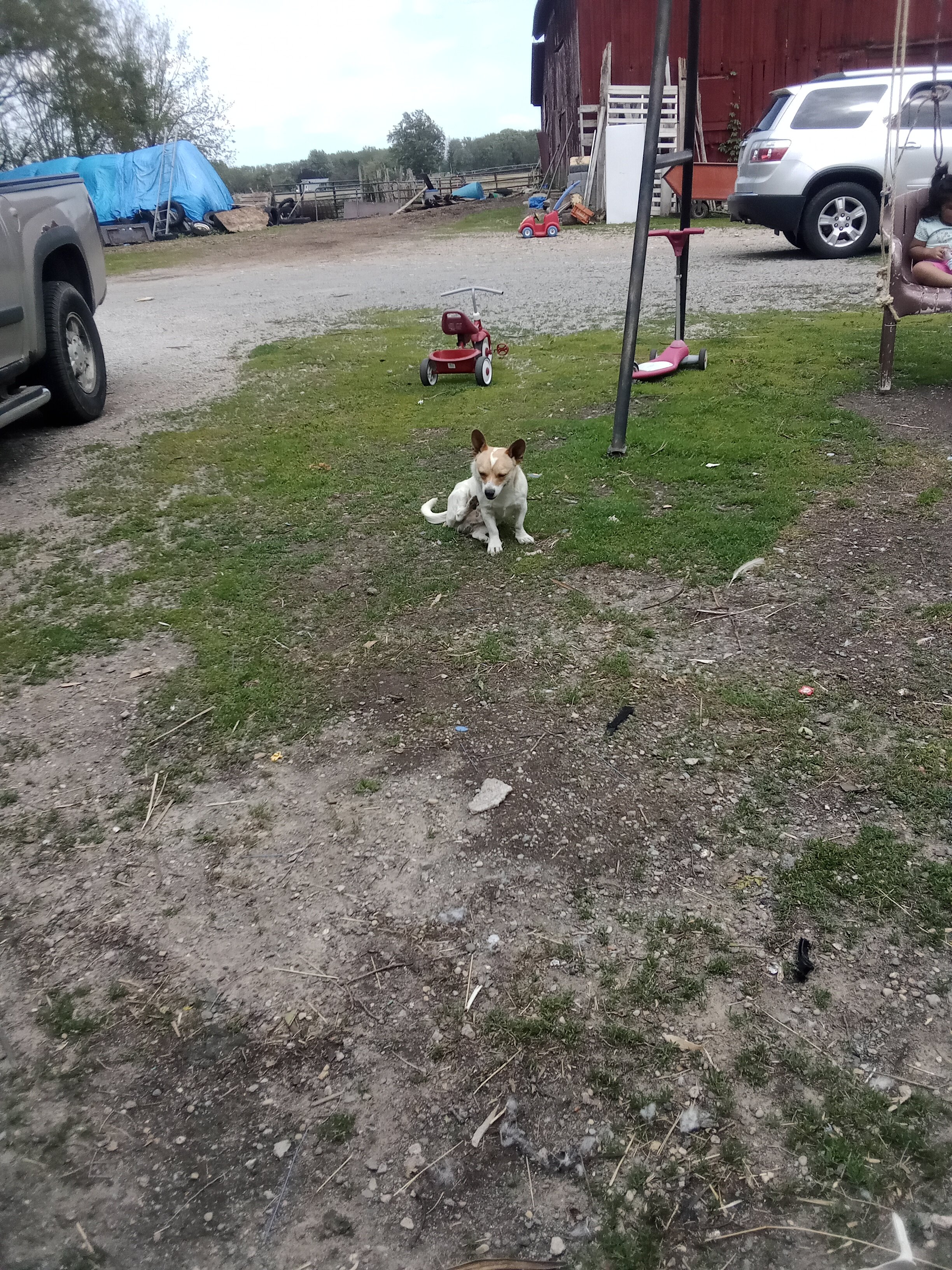 Dog image 4