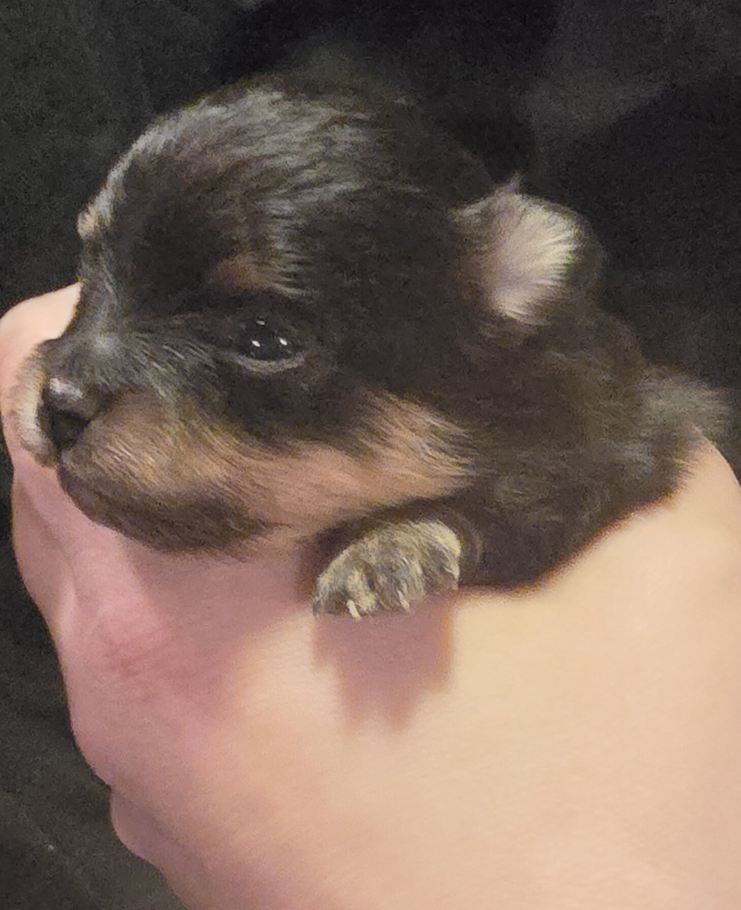 Black & Tan girl Pom image 1