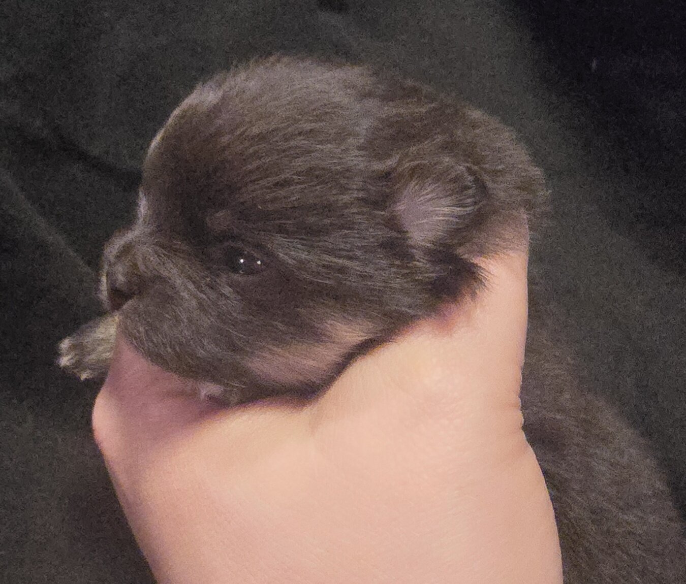 Chocolate & Tan boy Pom image 1