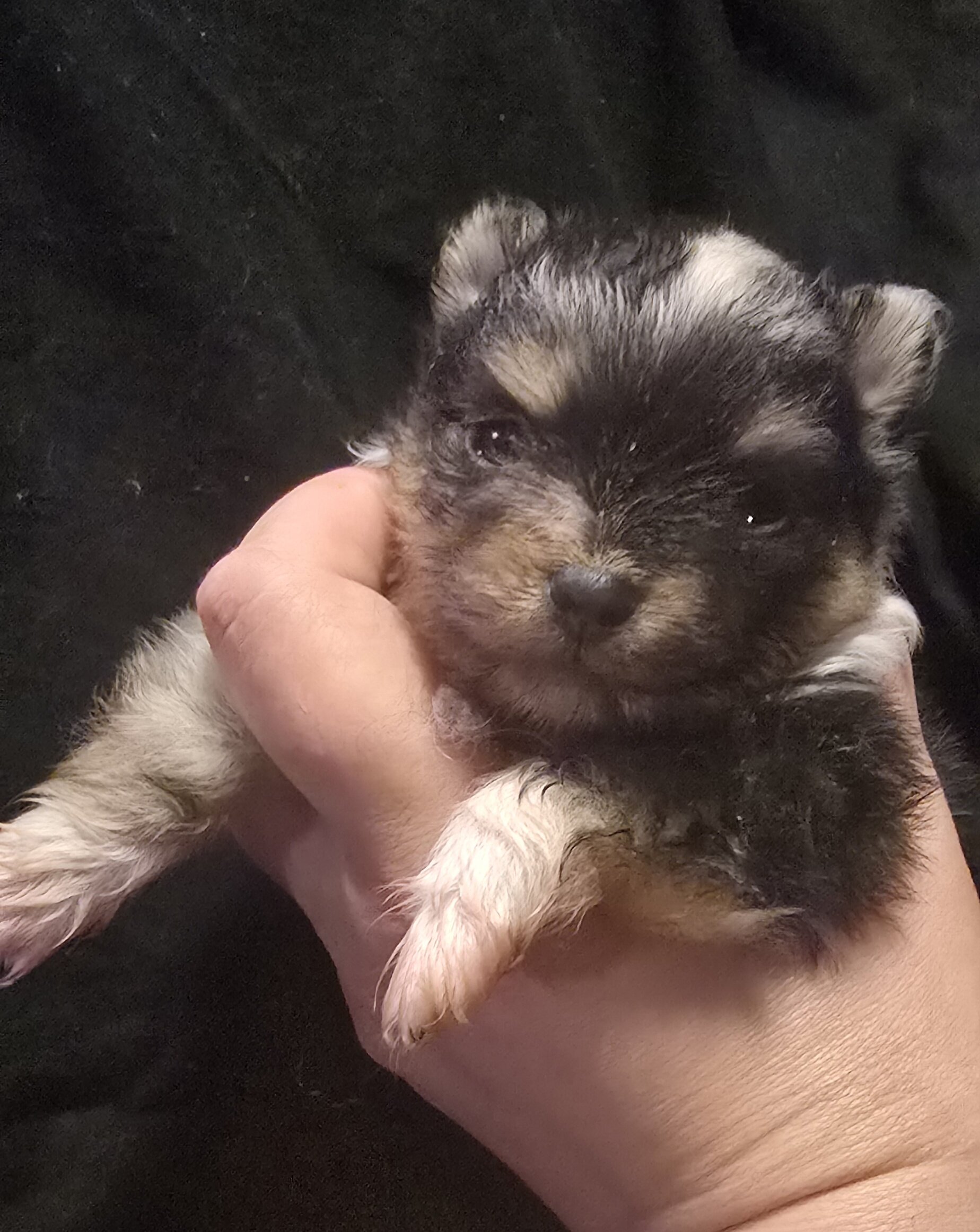 Merle & Tan boy Pom image 1