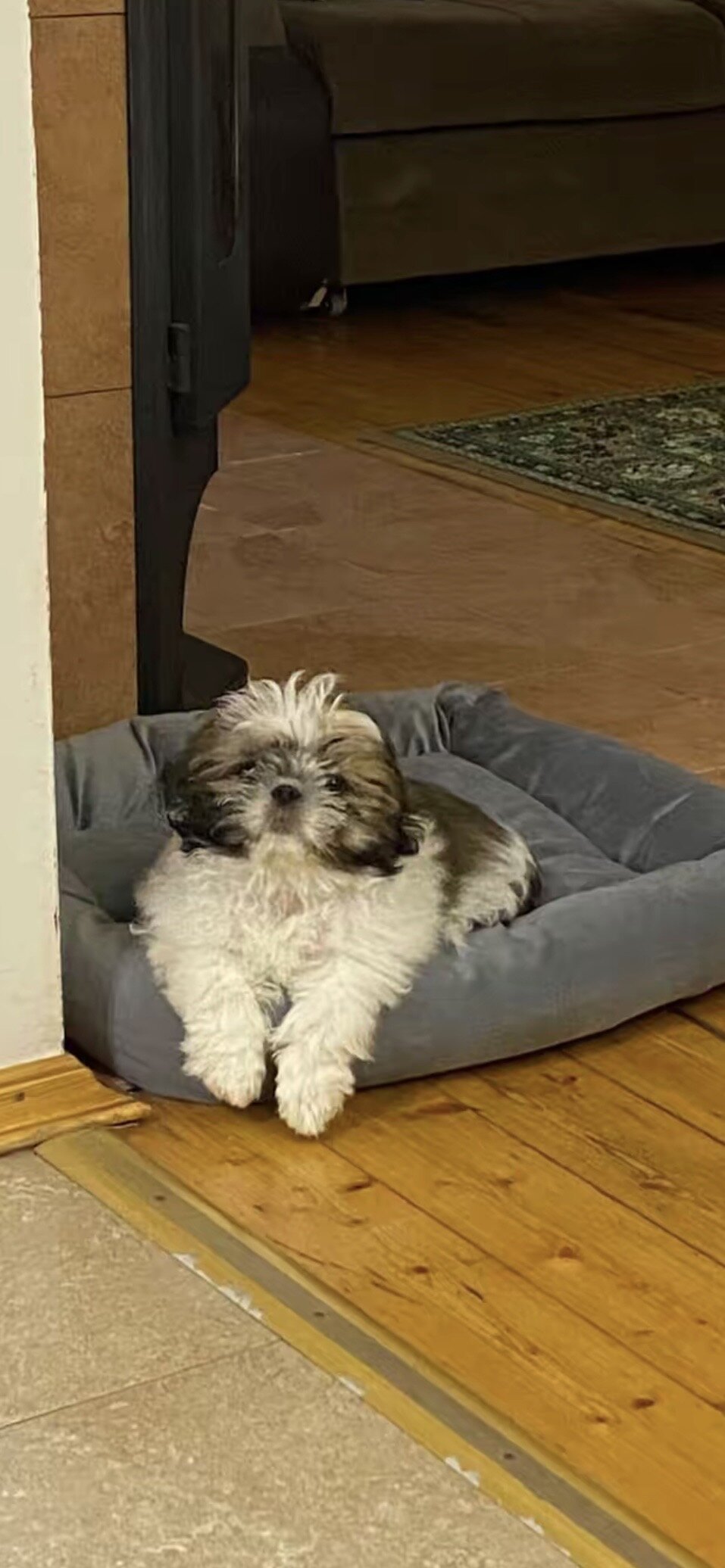 Adorable Shih Tzu Puppy – Ready for a Loving Home image 3