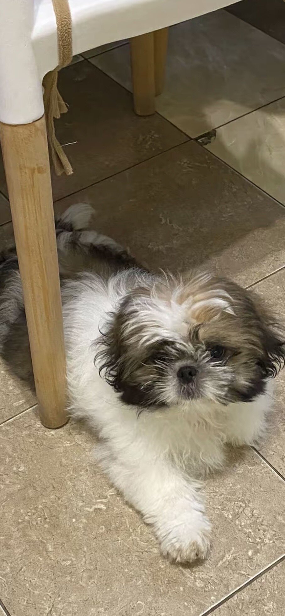 Adorable Shih Tzu Puppy – Ready for a Loving Home image 1