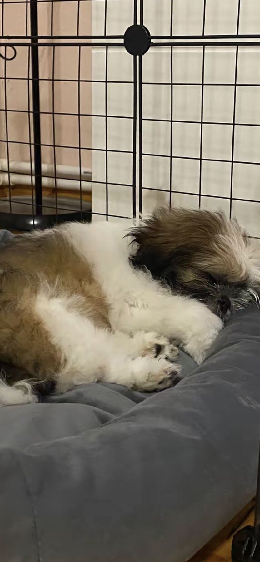 Adorable Shih Tzu Puppy – Ready for a Loving Home image 2