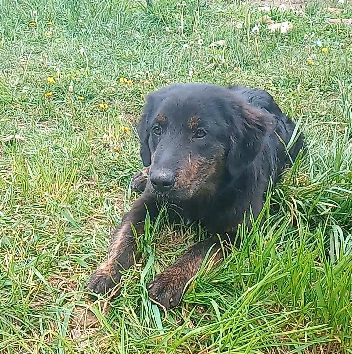 Puppy image 3