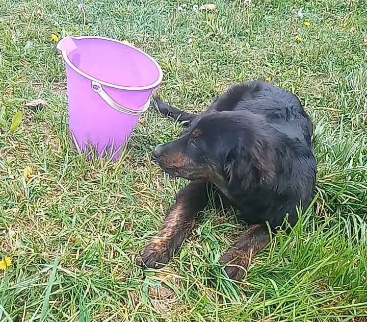 Puppy image 1