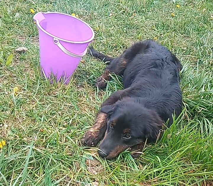 Puppy image 2