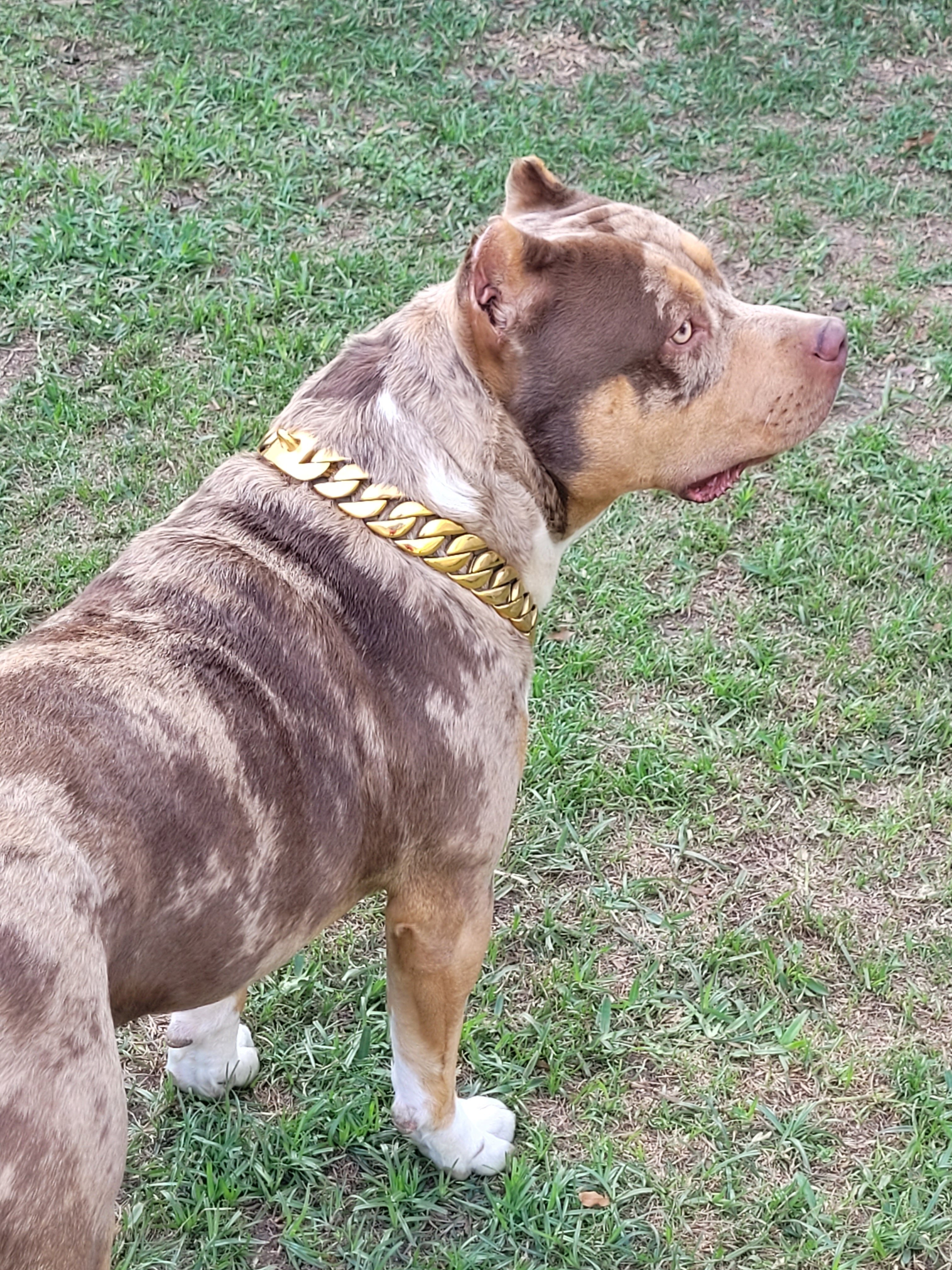 XL American Bully Puppies image 9