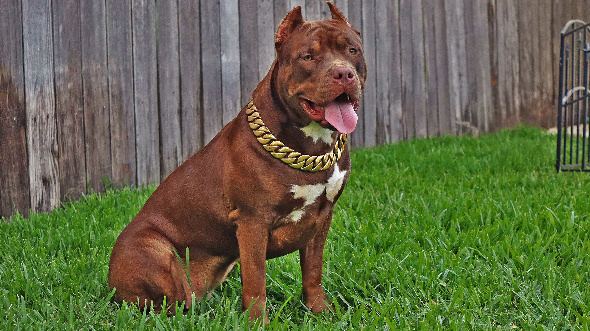 XL American Bully Puppies image 10