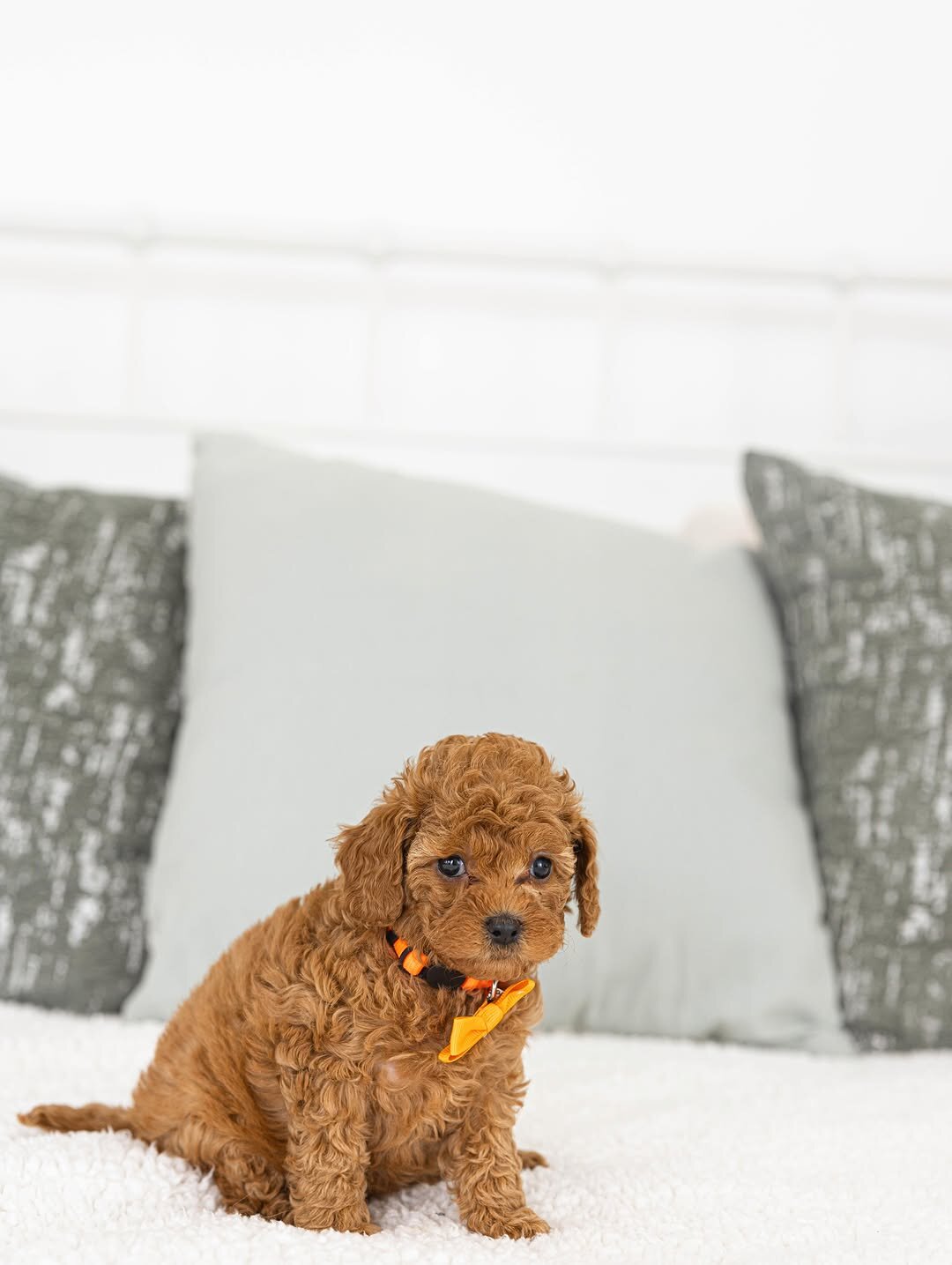Poodle puppy Rescue Needed image 4