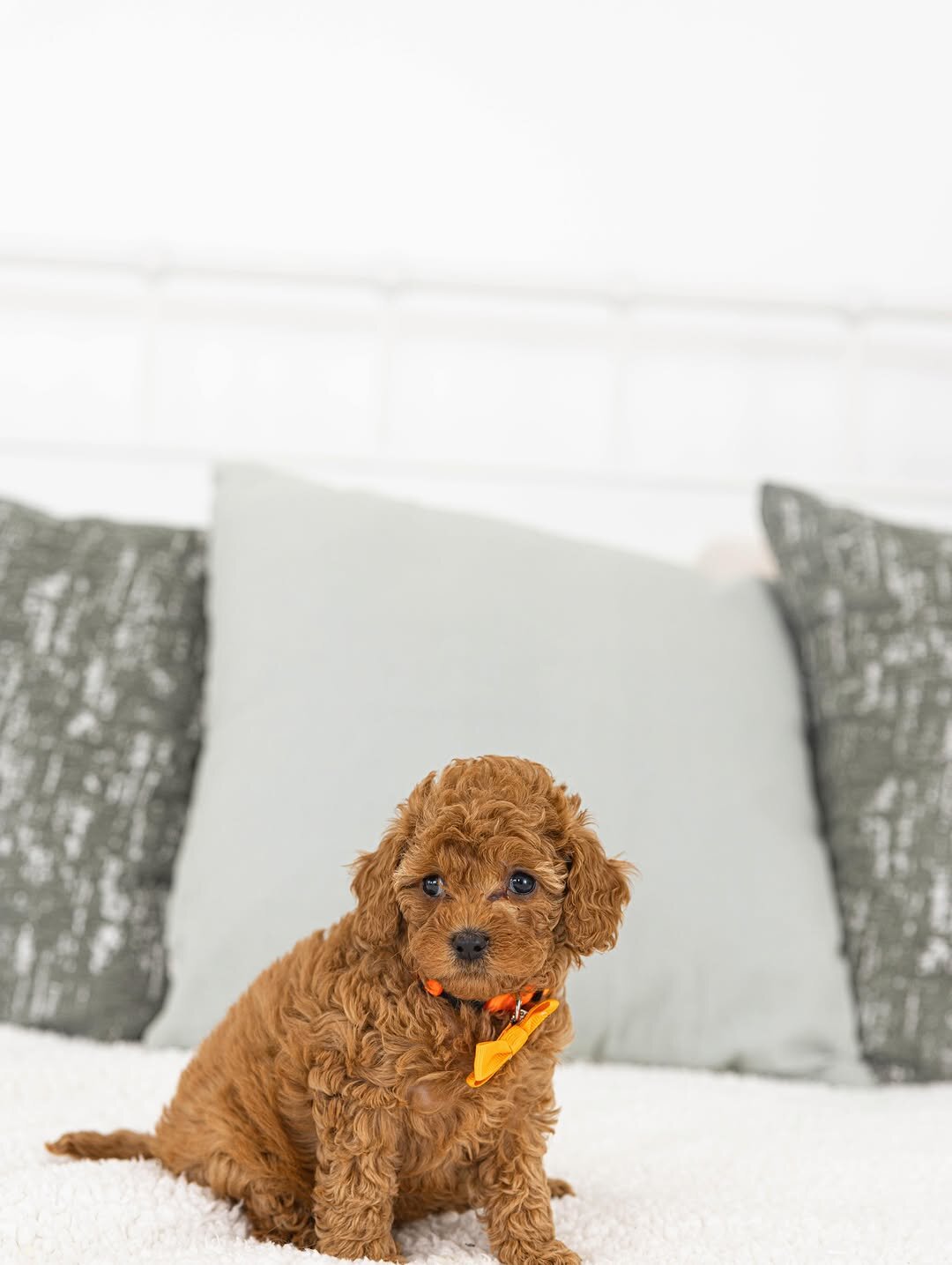 Poodle puppy Rescue Needed image 2