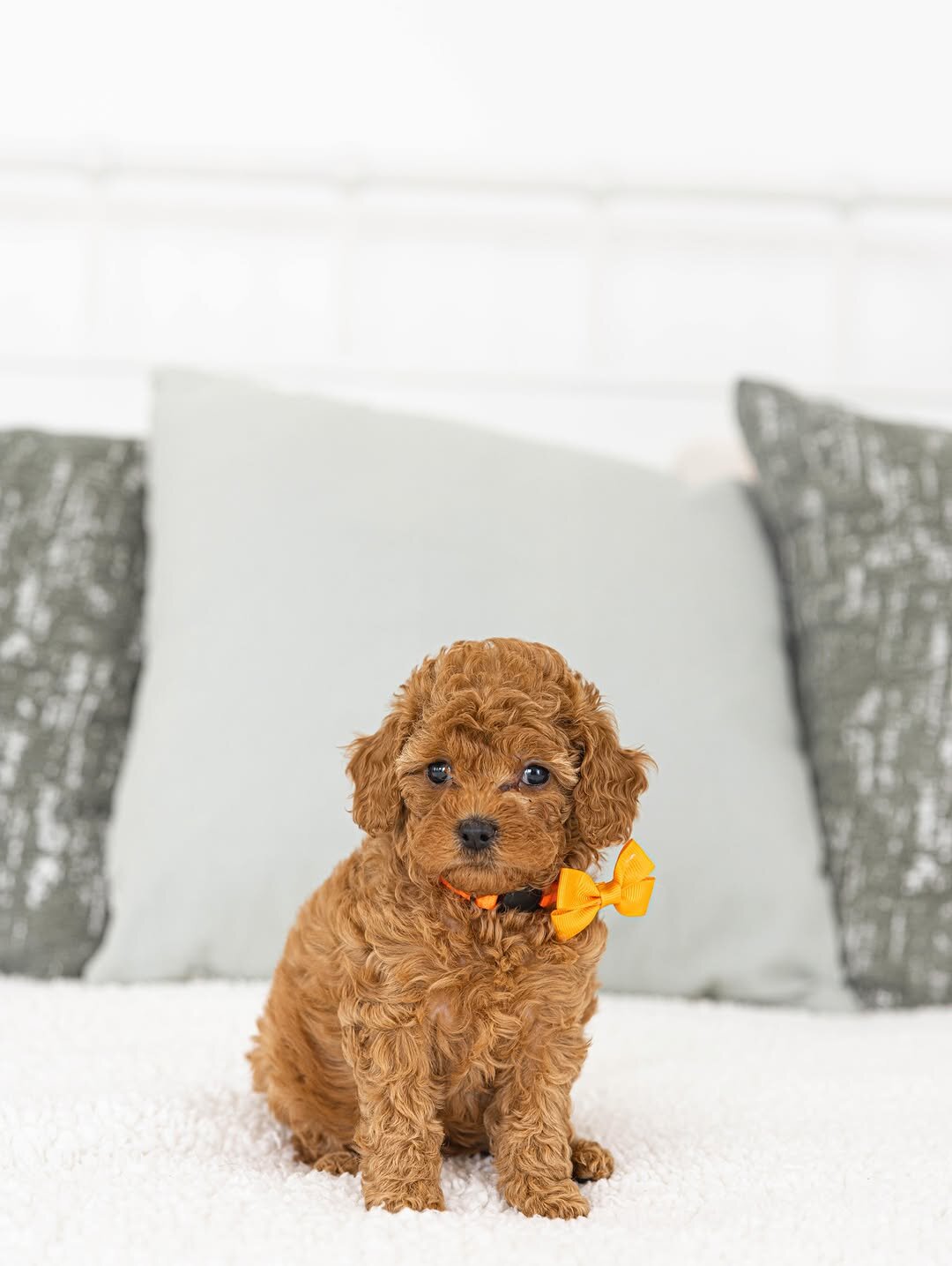 Poodle puppy Rescue Needed image 3