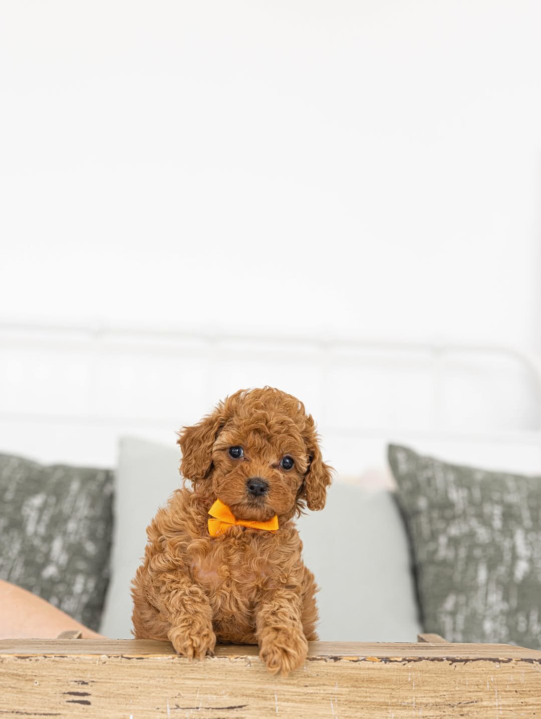 Poodle puppy Rescue Needed image 1