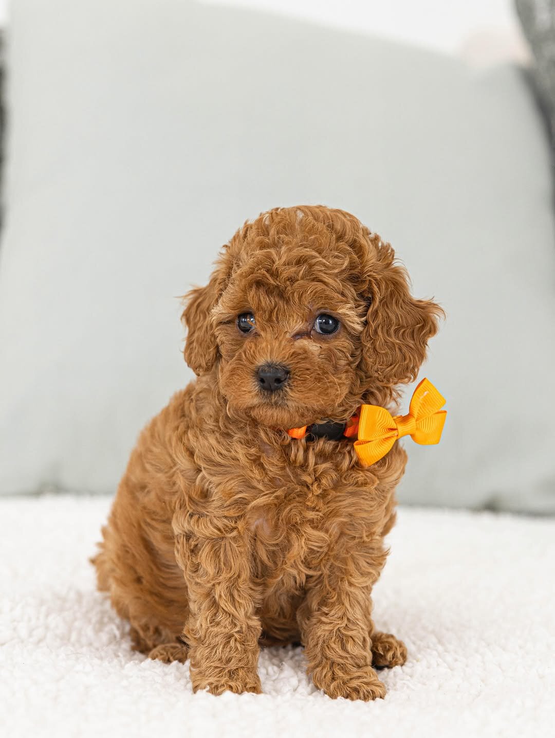 Poodle puppy Rescue Needed image 5