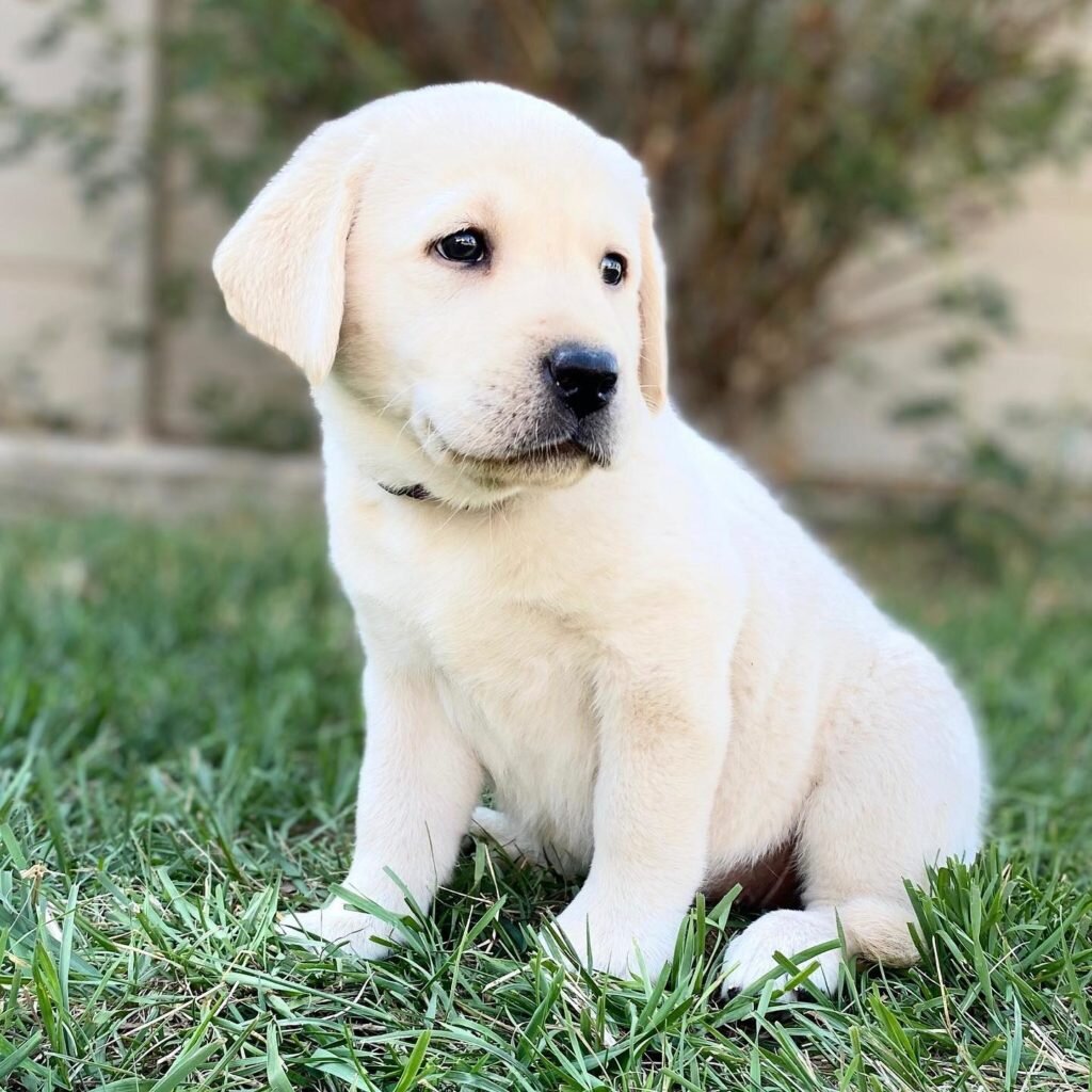 English lab puppy image 1