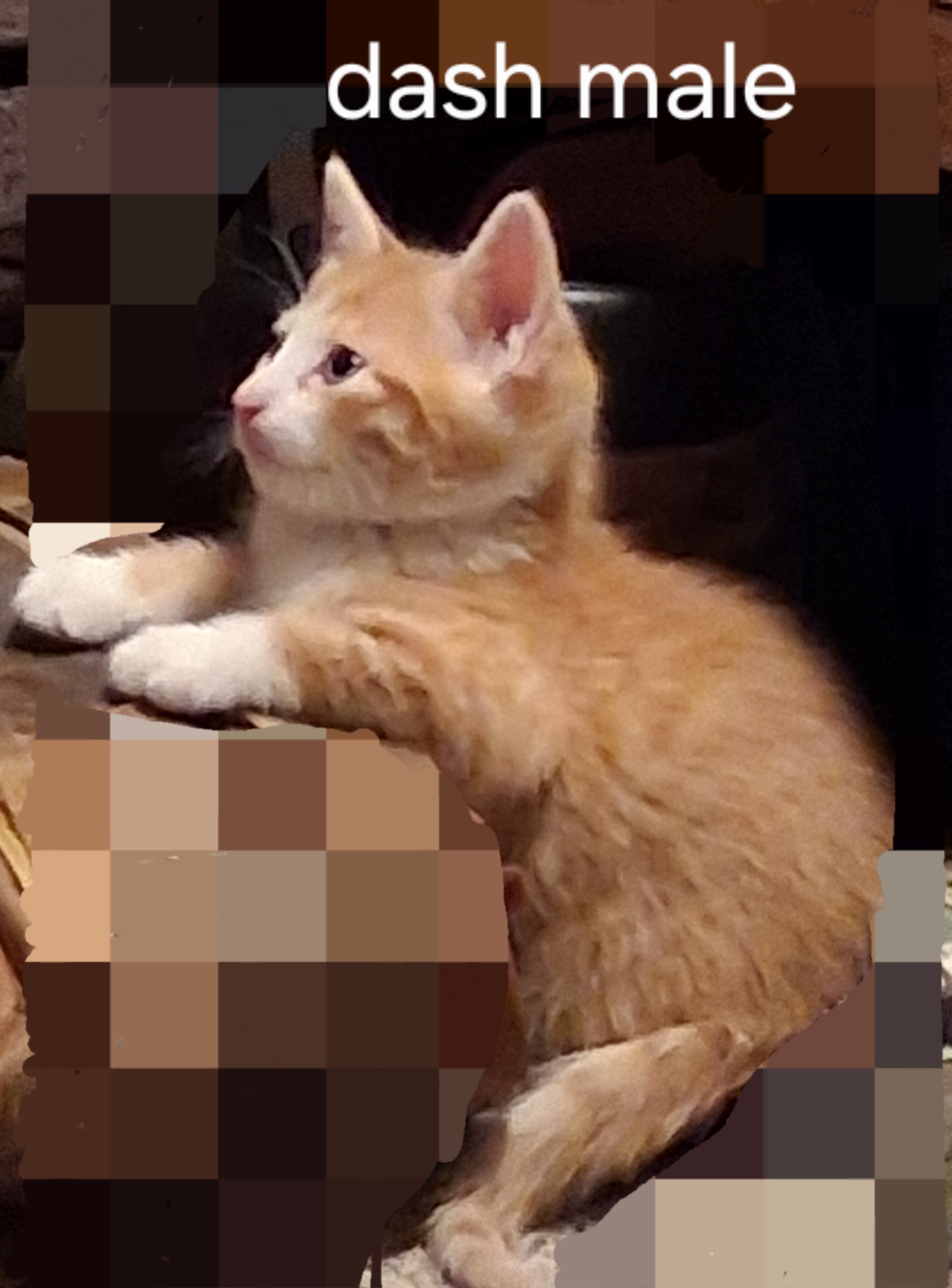 Kittens with owners manuals image 4